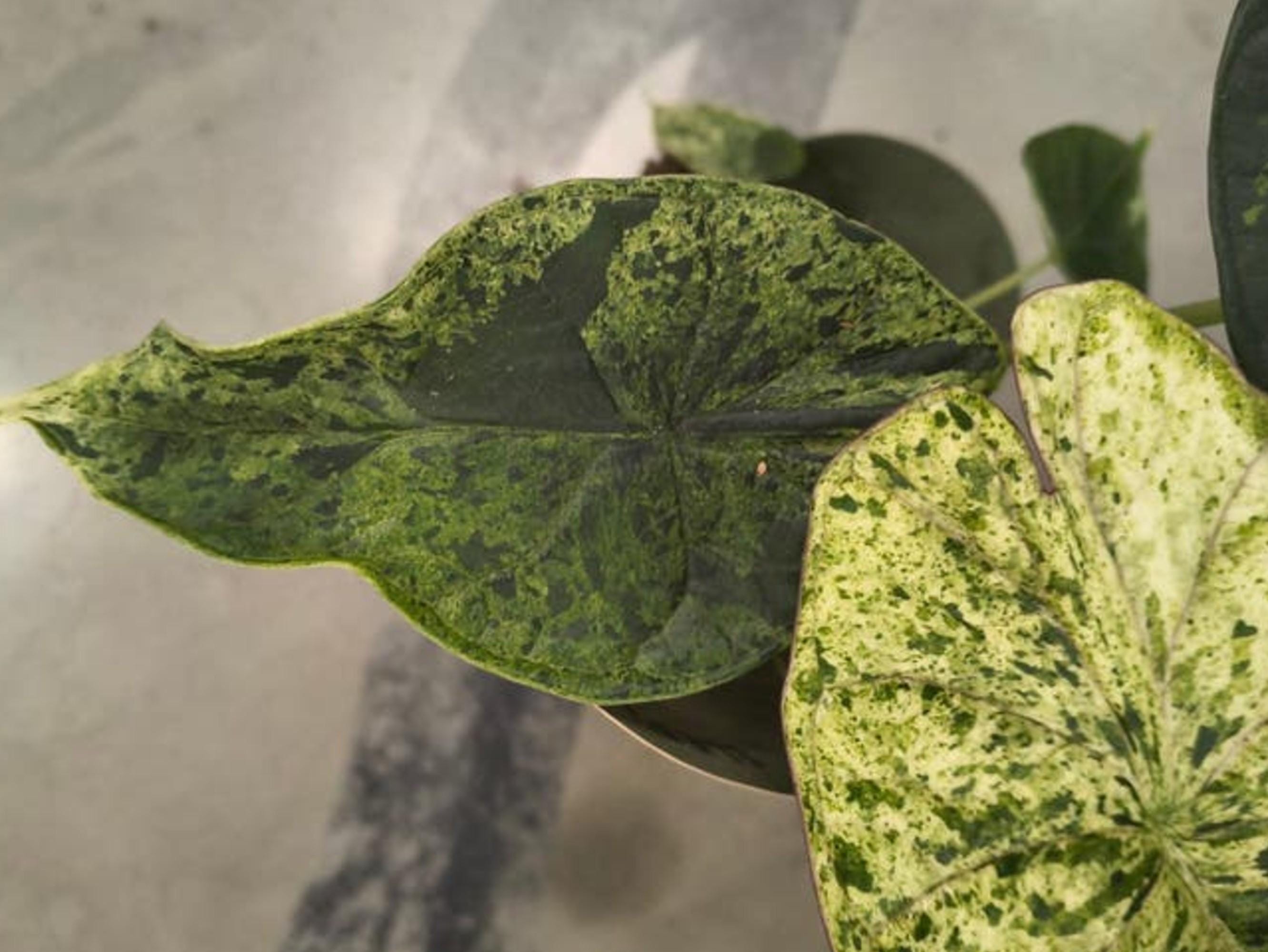 Alocasia Dragon Scale Mint Variegata bulb