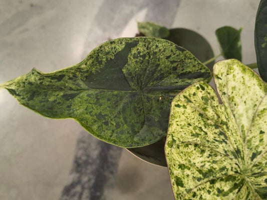 Alocasia Dragon Scale Mint Variegata bulb