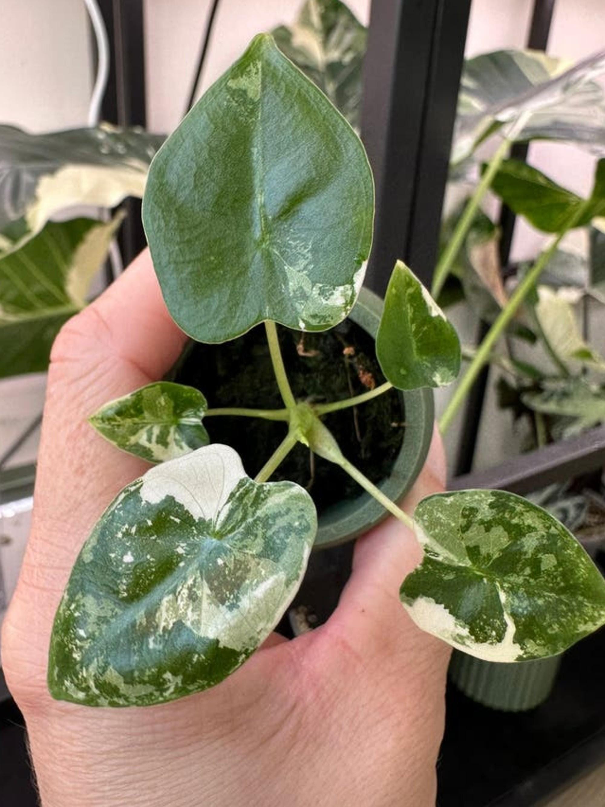Alocasia Frydek Albo Variegata bulb