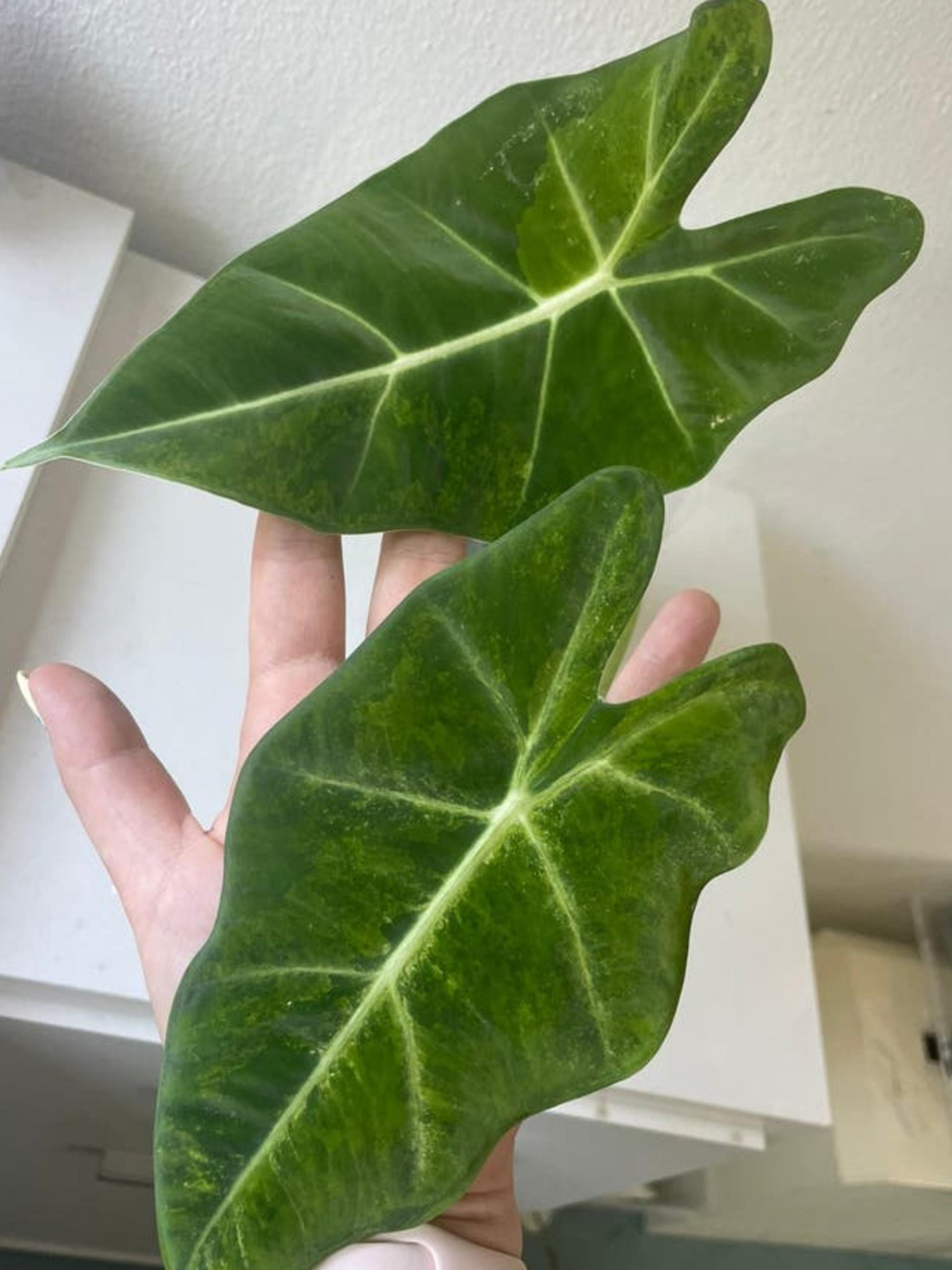 Alocasia Frydek Green on Green Variegata bulb