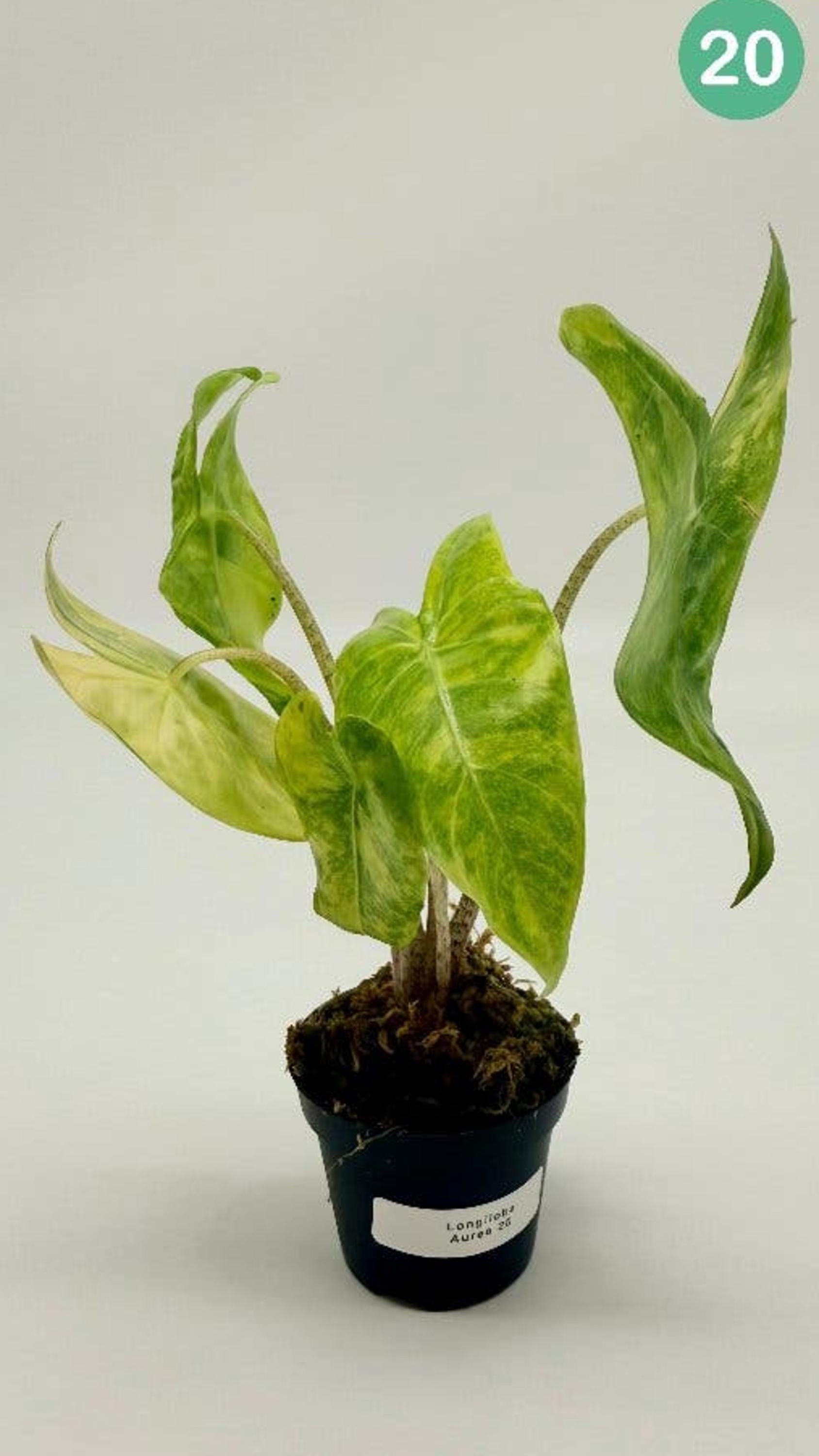 Alocasia Longiloba Aurea Variegata bulb