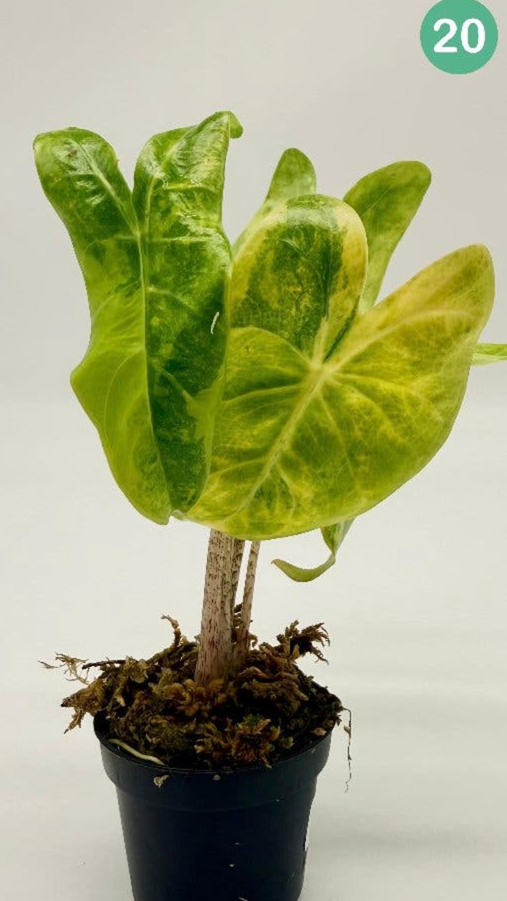 Alocasia Longiloba Aurea Variegata bulb