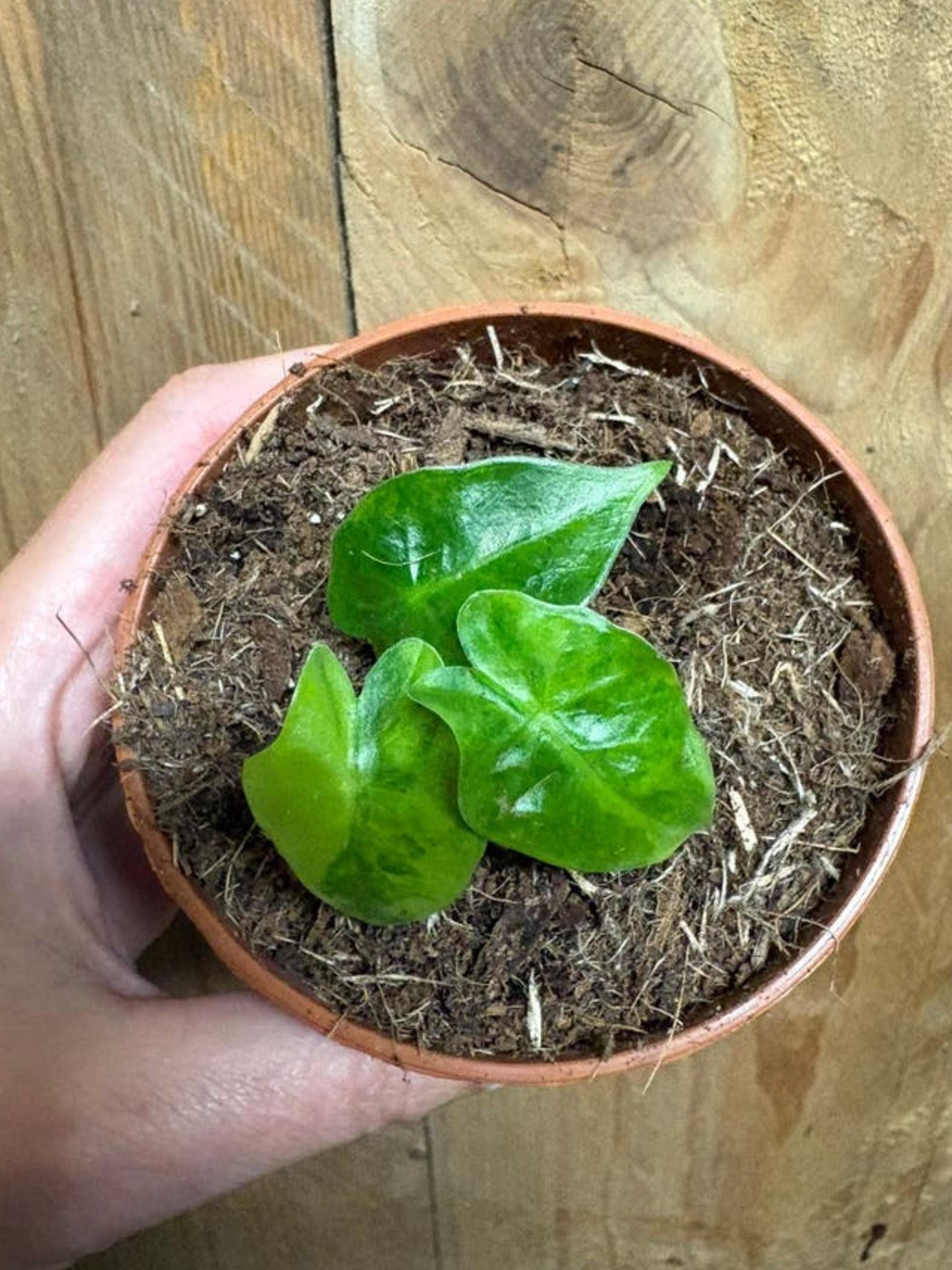 Alocasia Low Rider Aurea Lemon Lime Variegata bulb