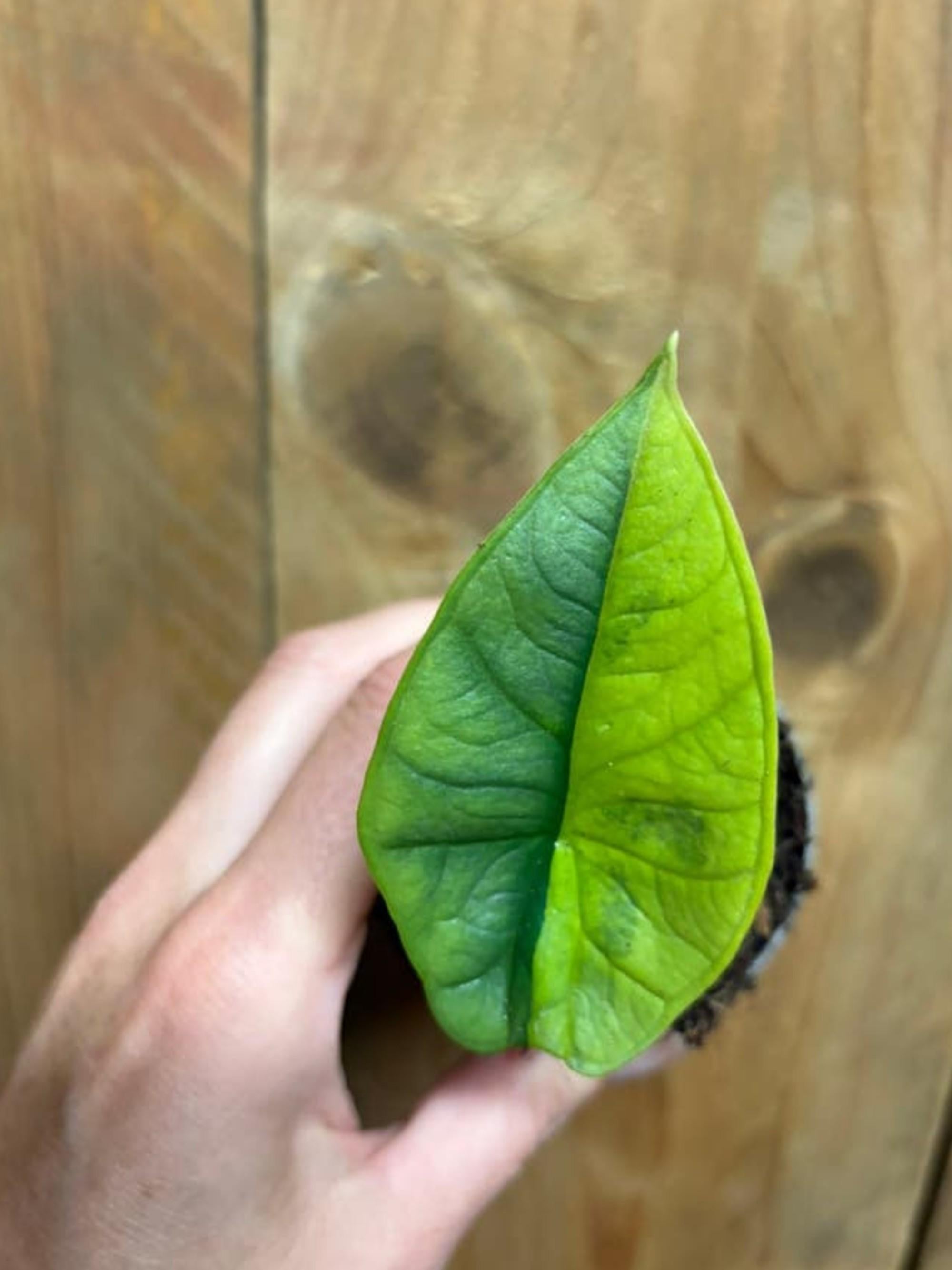Alocasia Platinum Halfmoon Aurea Variegata bulb