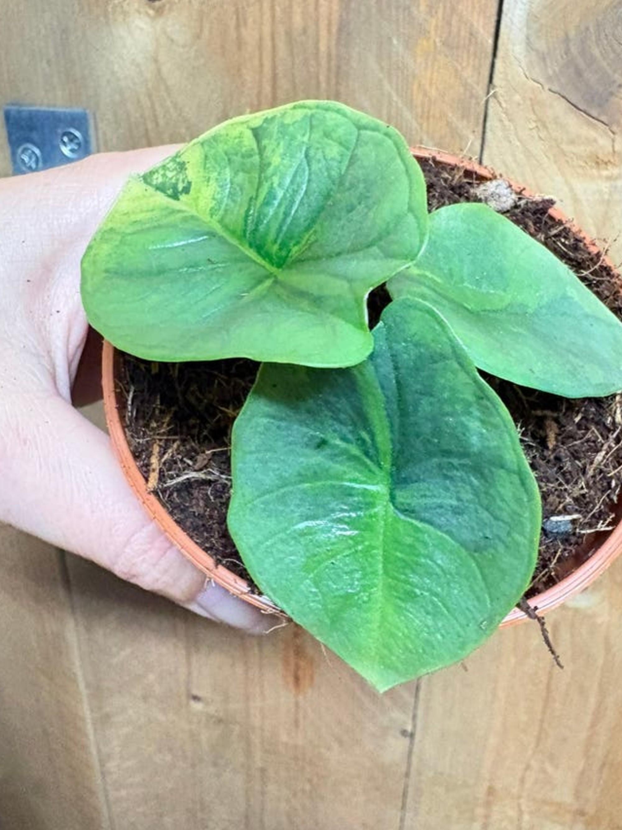 Alocasia Platinum Green Marble Mint Variegata bulb