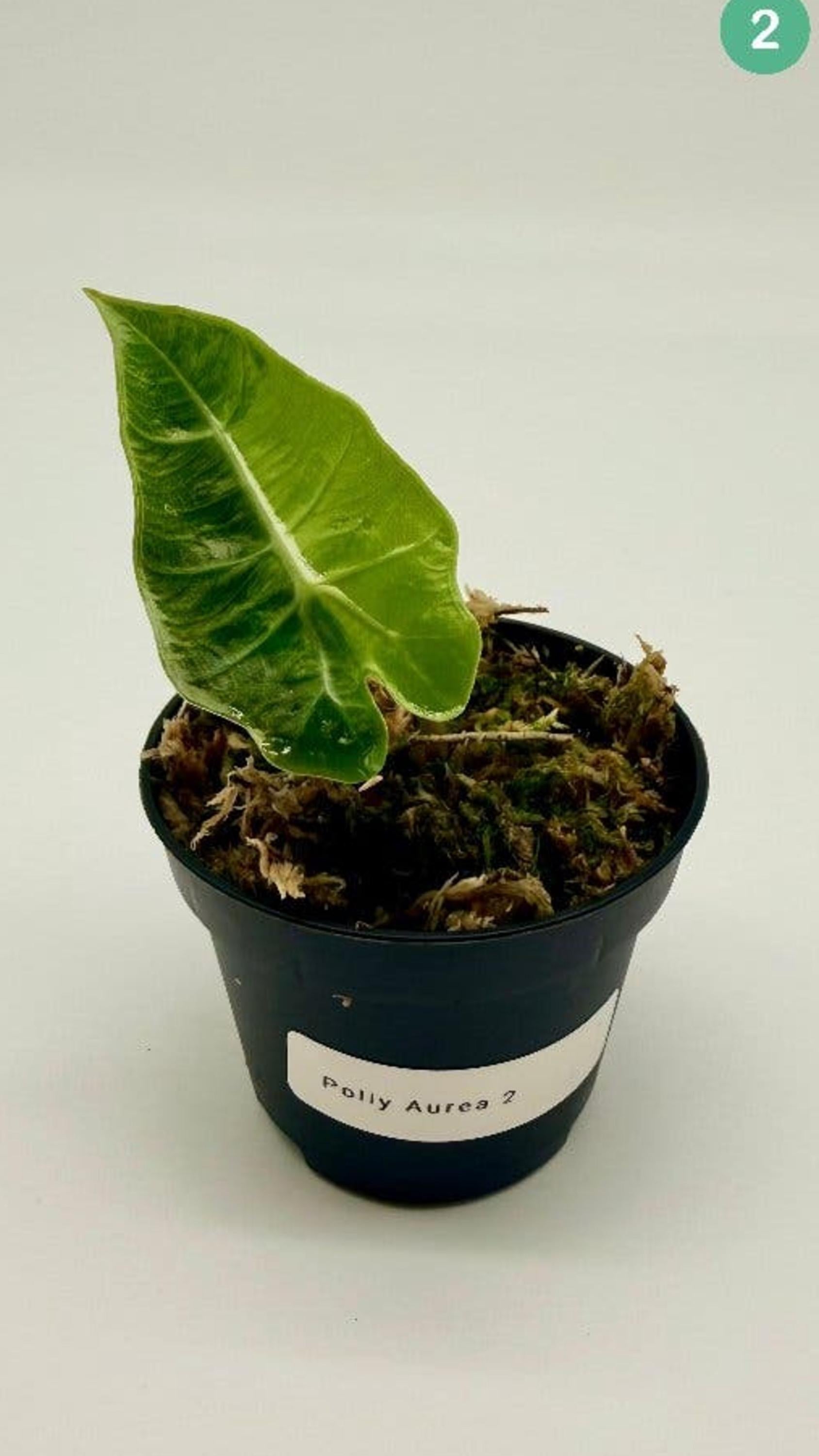 Alocasia Polly Aurea Variegata bulb