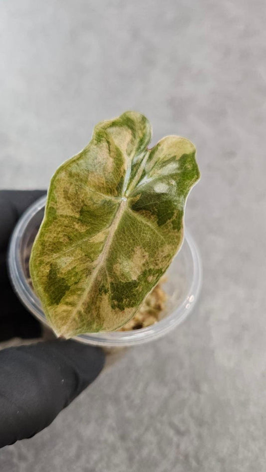 Alocasia Pseudo Sanderiana Aurea Variegata bulb