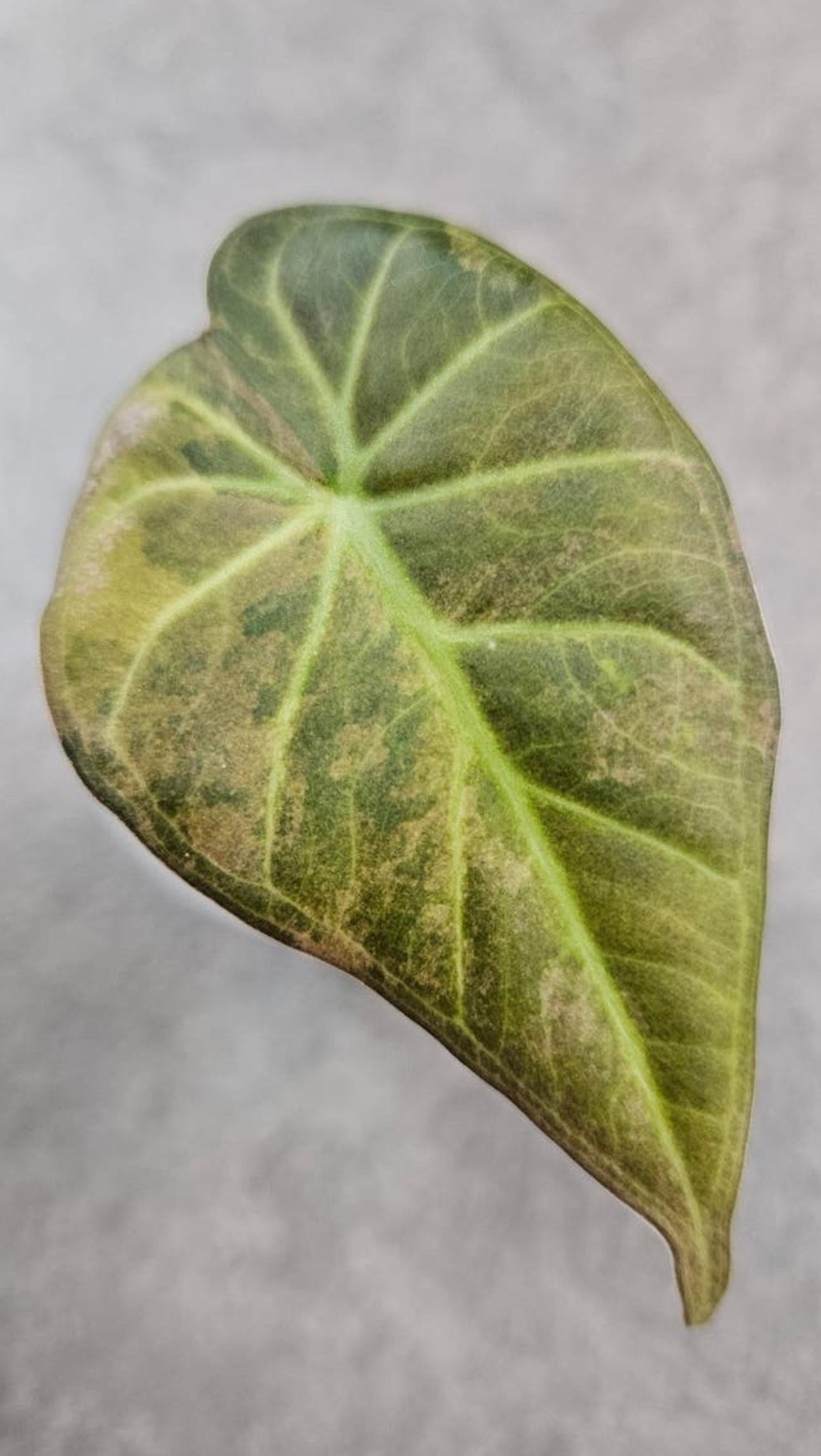 Alocasia Regal Shields Aurea Variegata bulb