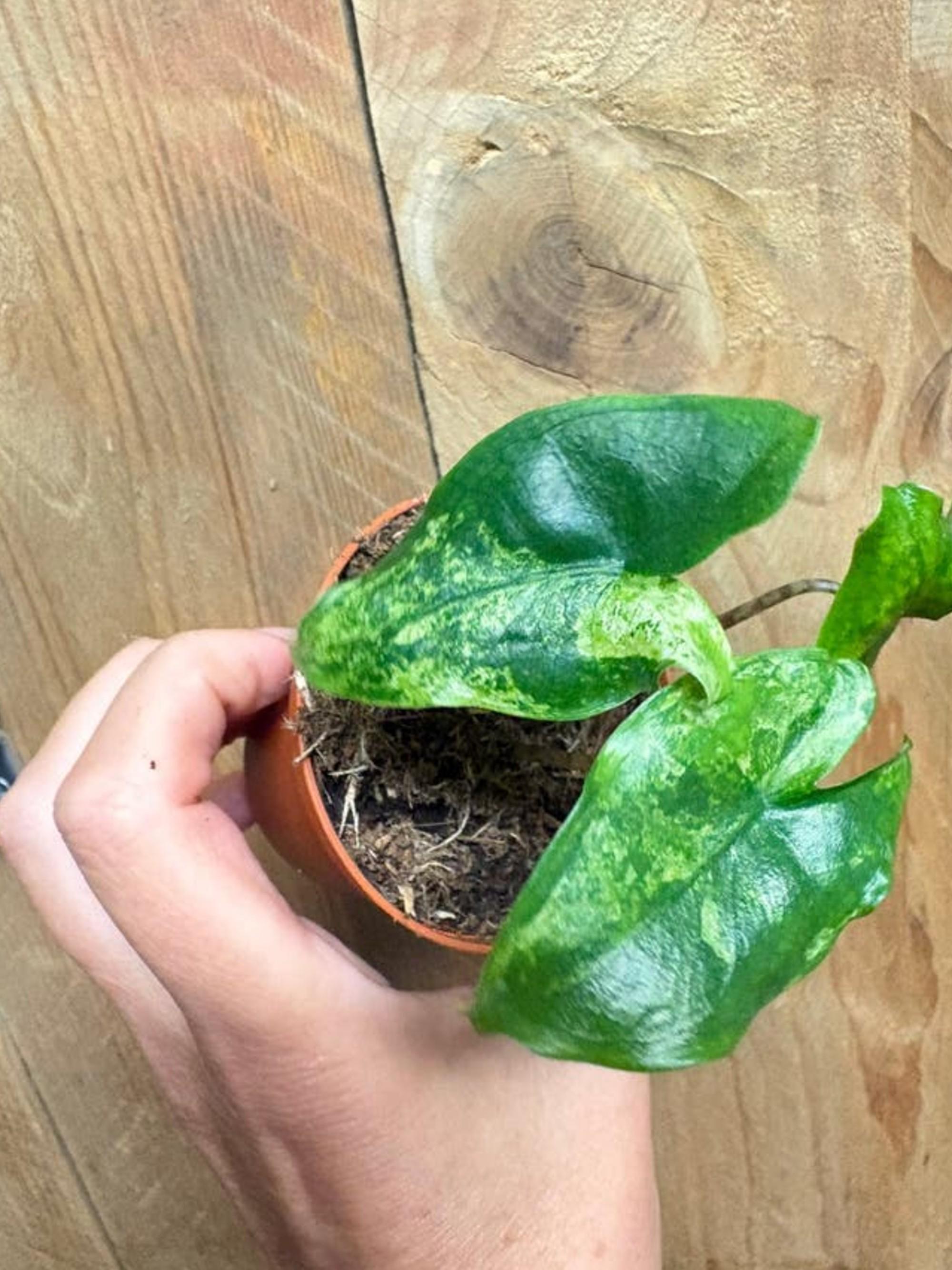 Alocasia Tigrina Superba Green Mint Variegata bulb