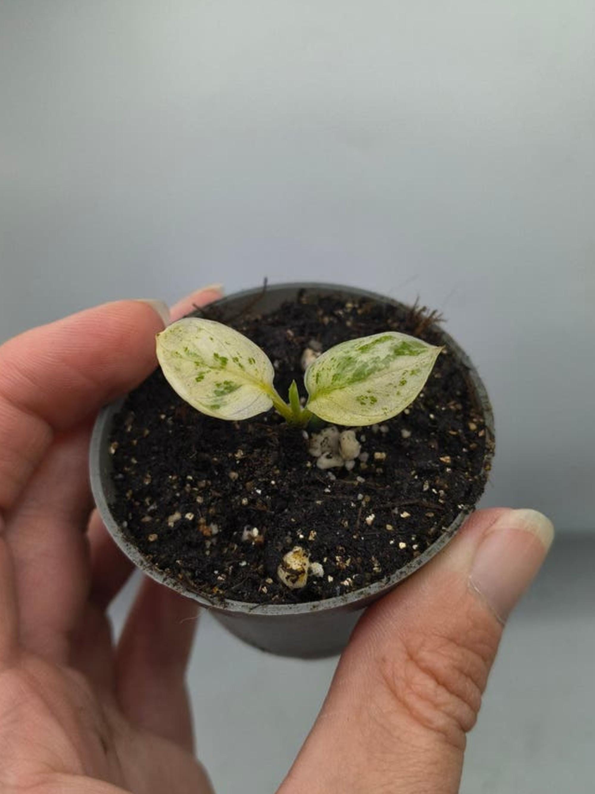 Scindapsus Jade Satin Marble Variegata cutting