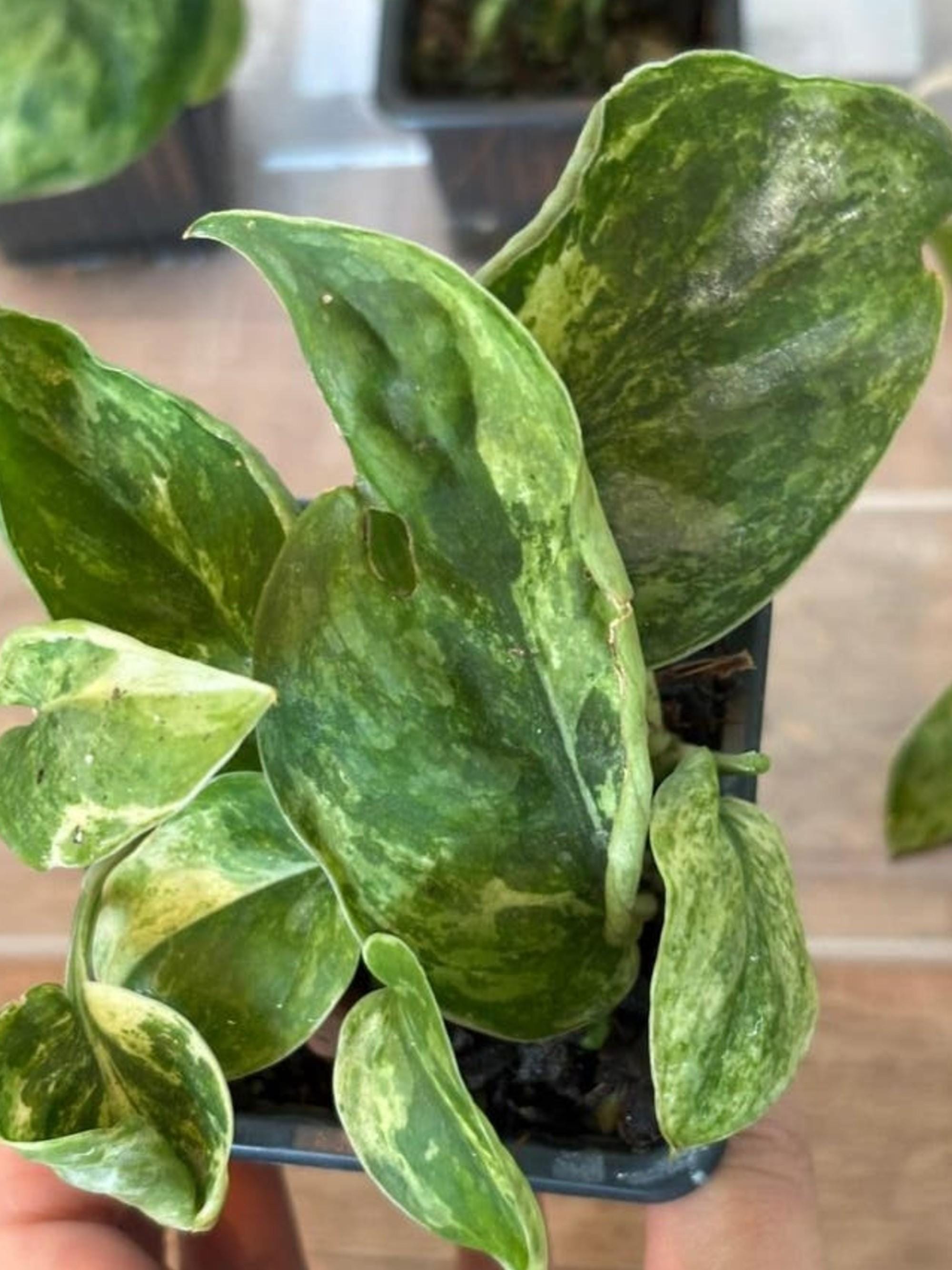 Scindapsus Creme Brulee Variegata cutting