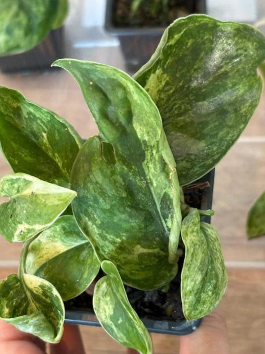 Scindapsus Creme Brulee Variegata cutting