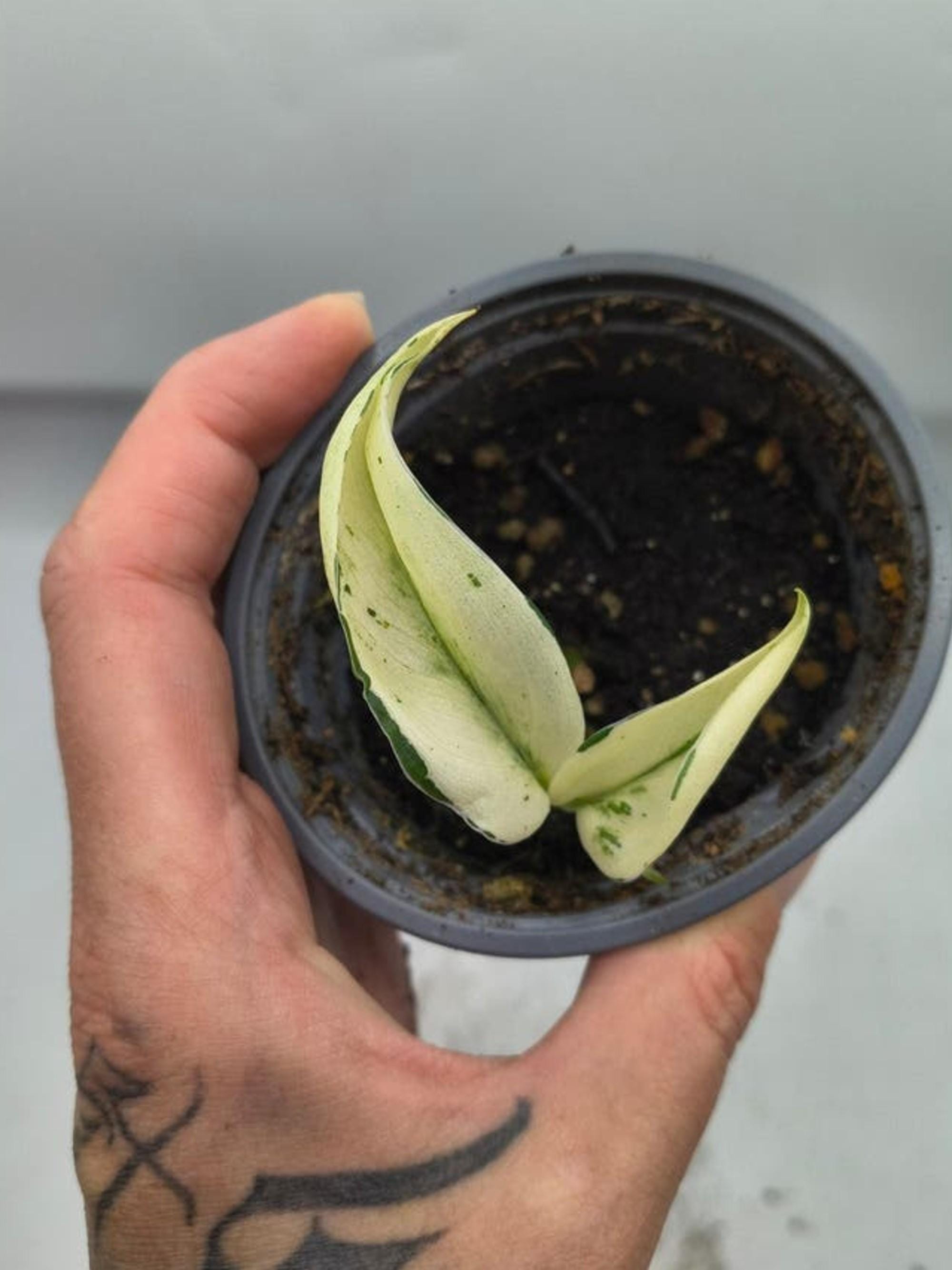 Scindapsus Superstar Mutation Variegata cutting
