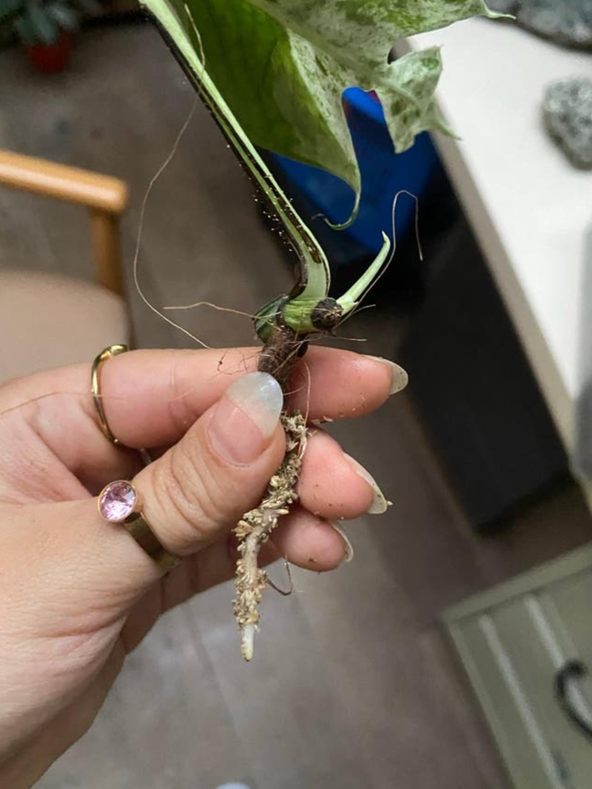 Epipremnum Pinnatum Marble King cutting
