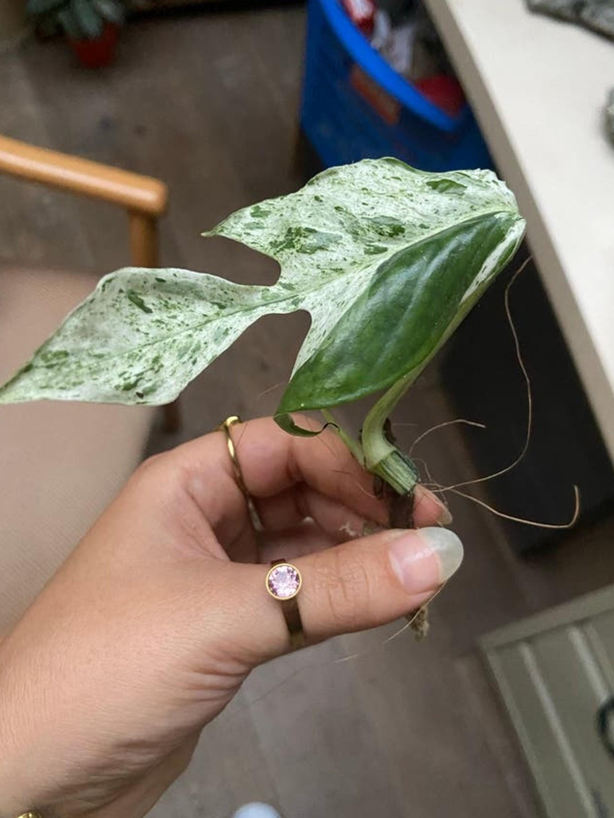 Epipremnum Pinnatum Marble King cutting