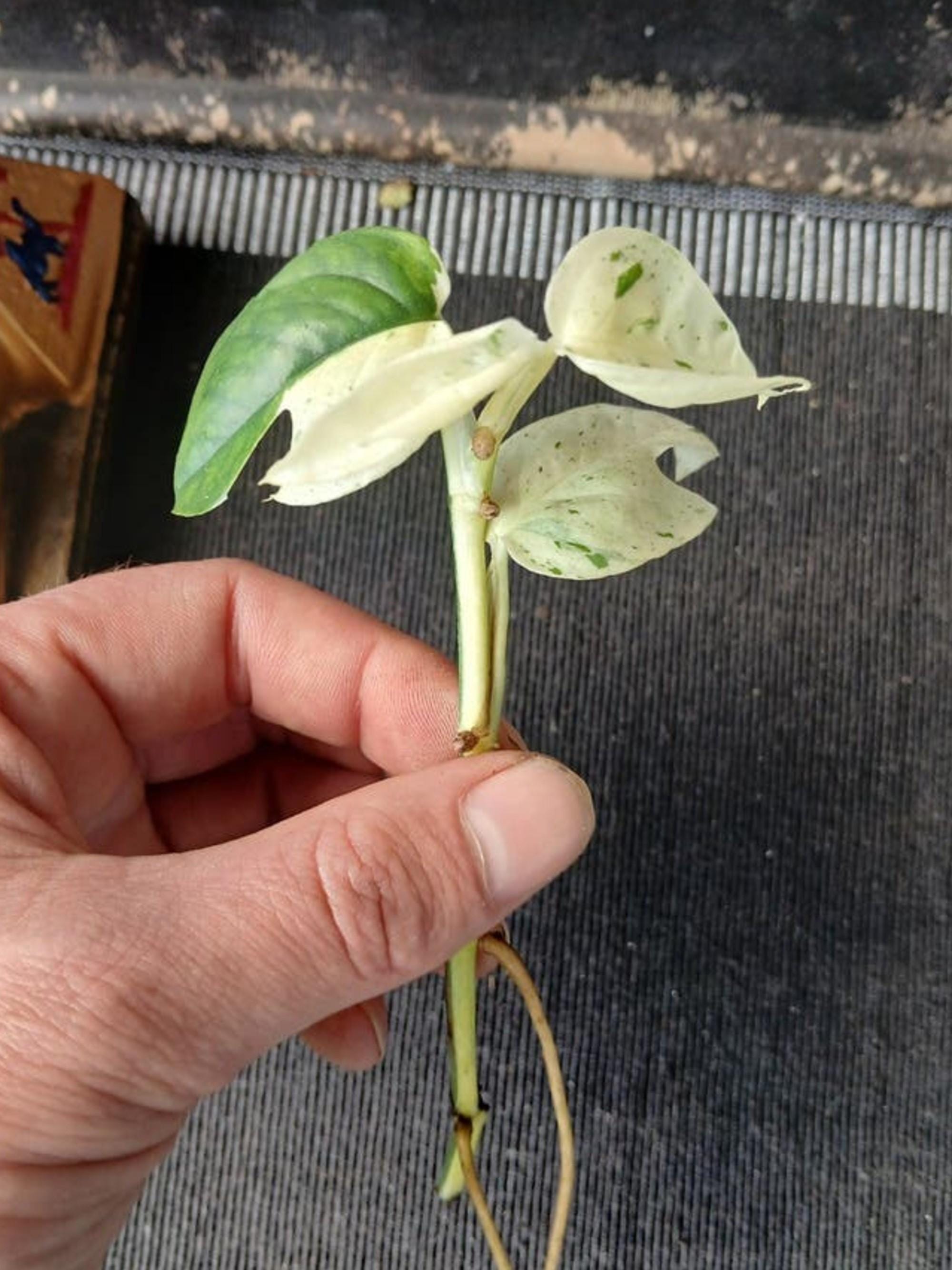 Epipremnum Pinnatum Marble White cutting