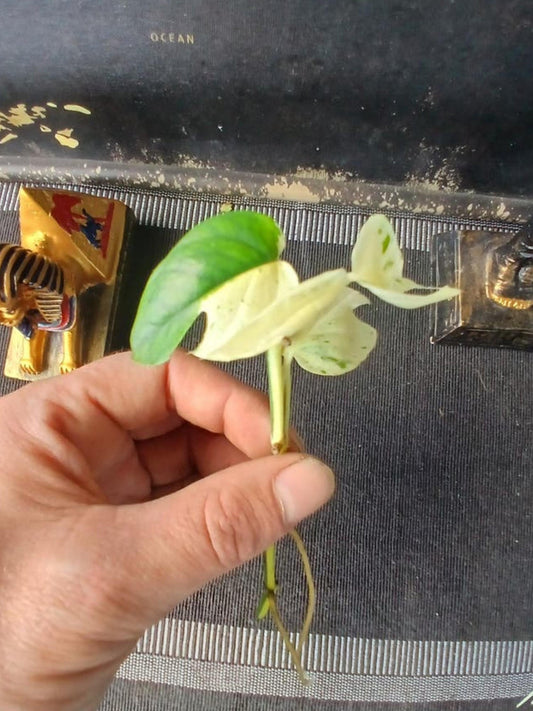 Epipremnum Pinnatum Marble White cutting