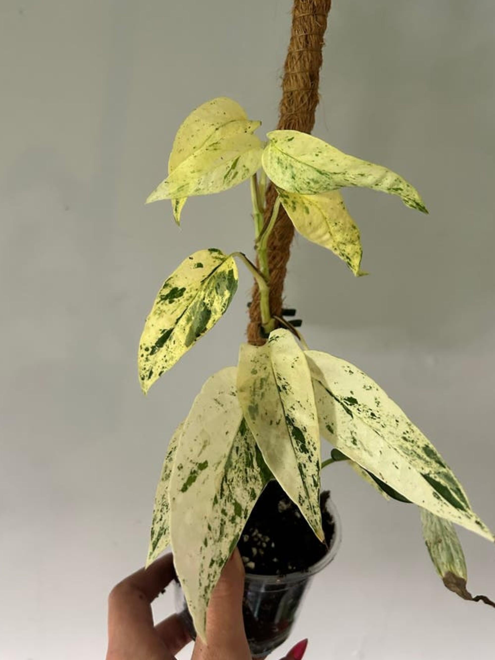 Epipremnum Pinnatum Cebu Blue Variegata cutting