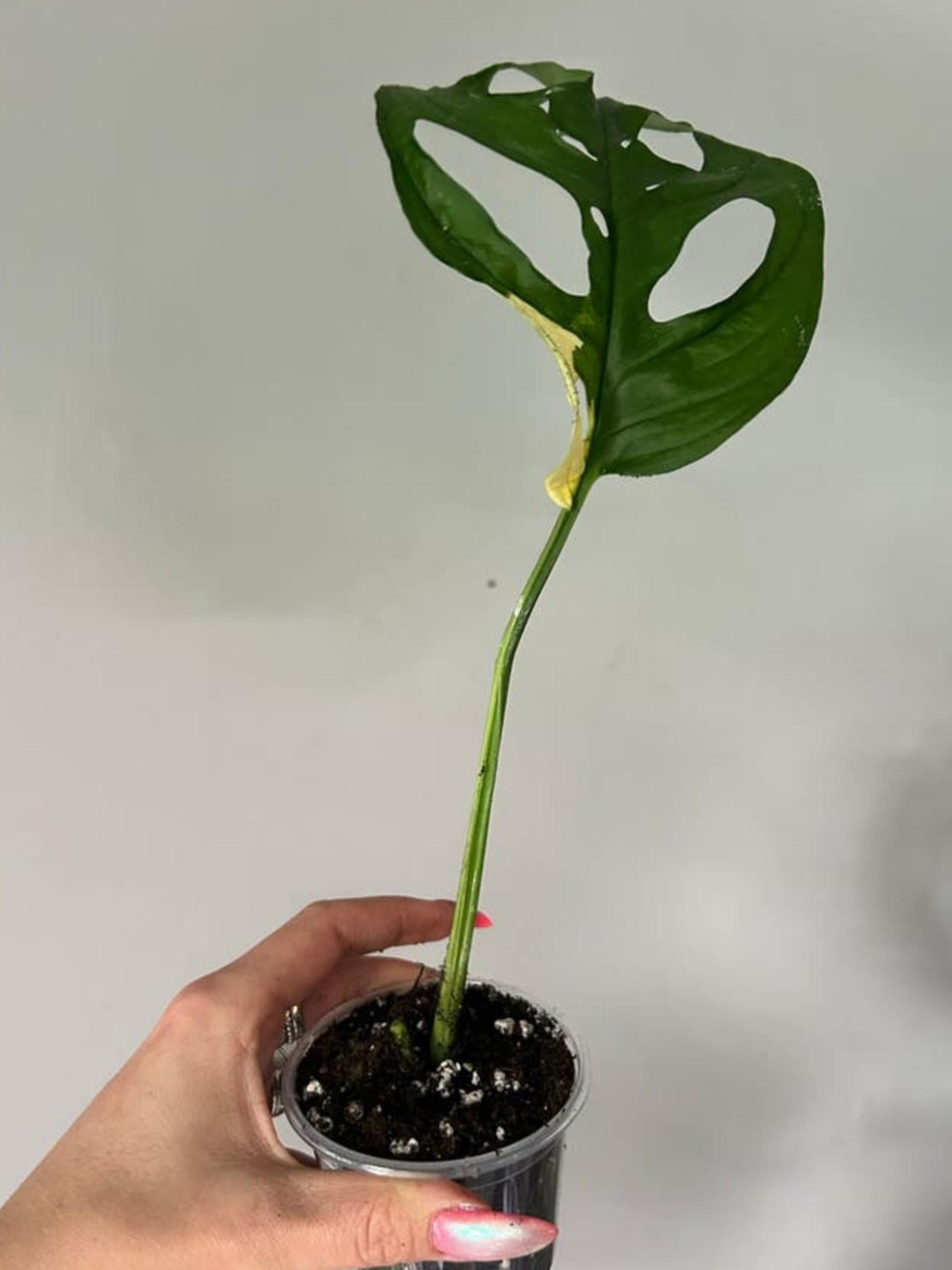 Monstera Adansonii Albo Variegata cutting