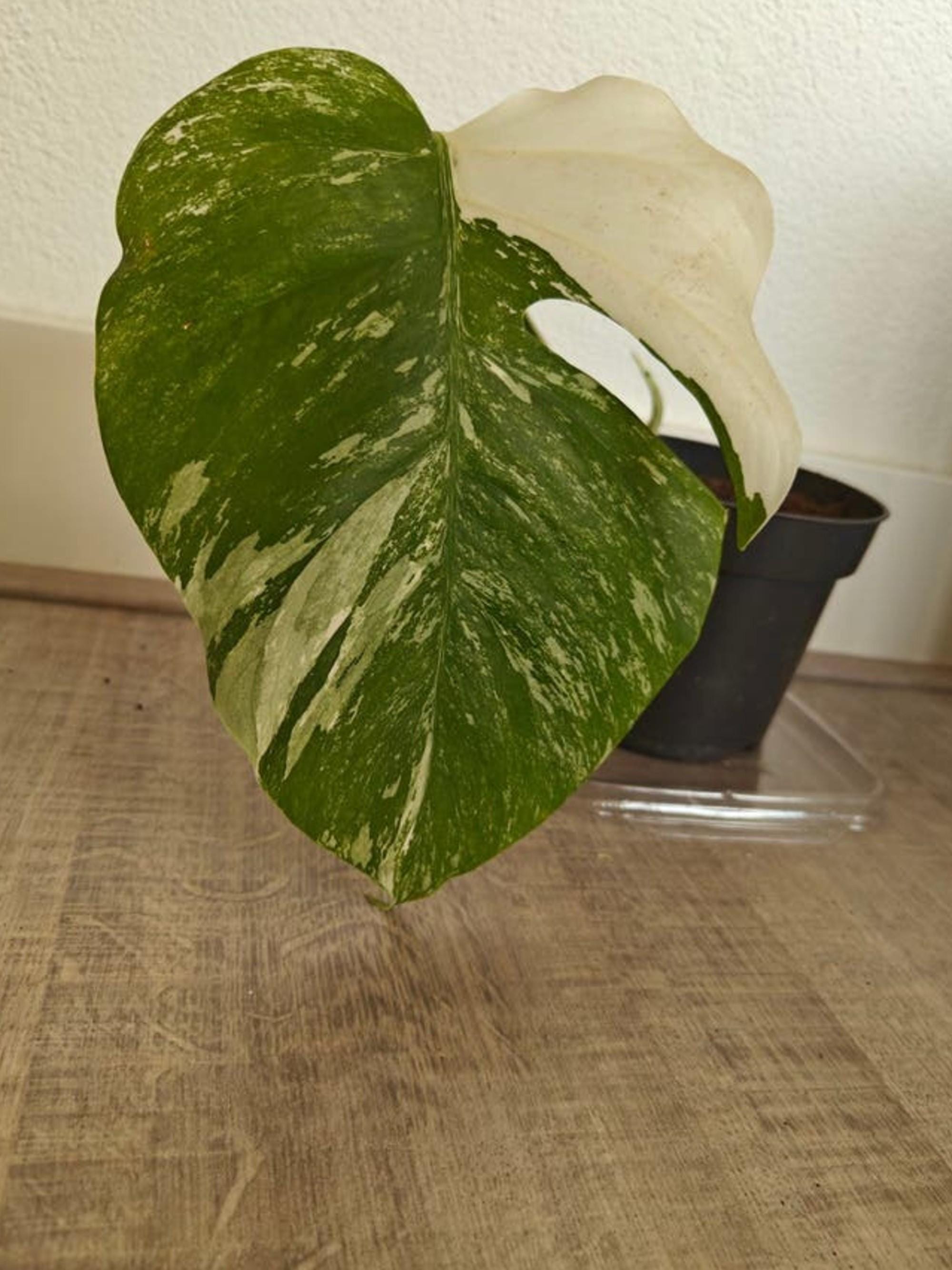 Monstera Deliciosa Albo Variegata cutting