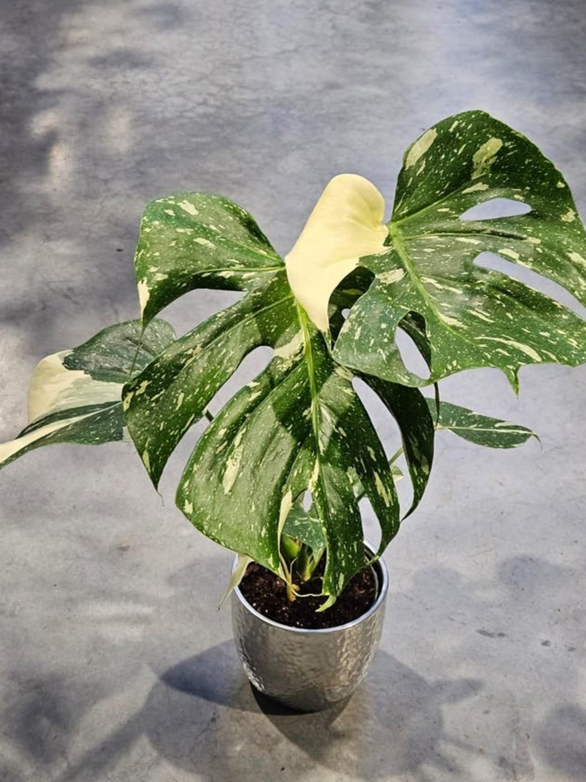 Monstera Thai Constellation Variegata cutting