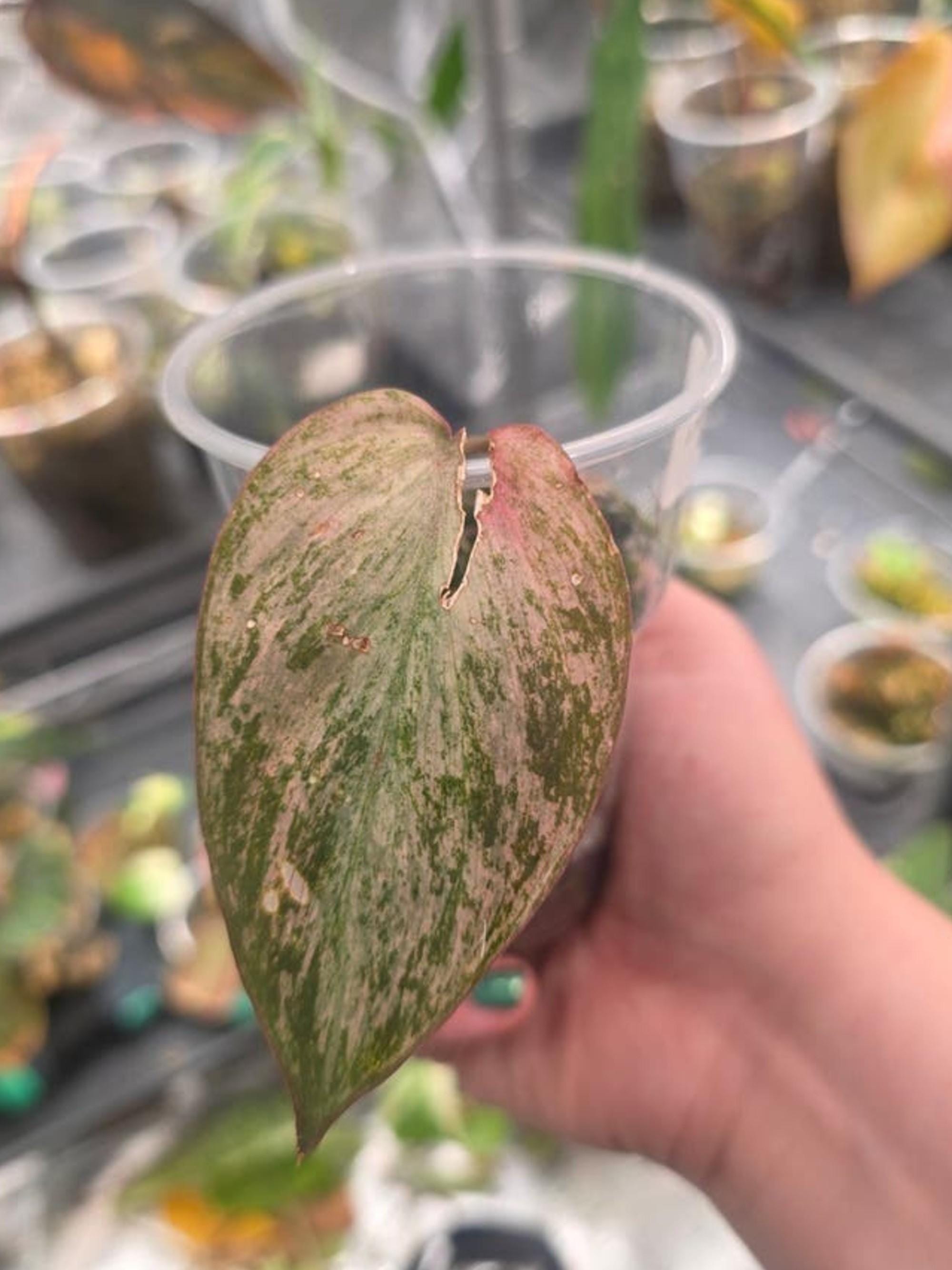 Philodendron Micans Mint Pink cutting