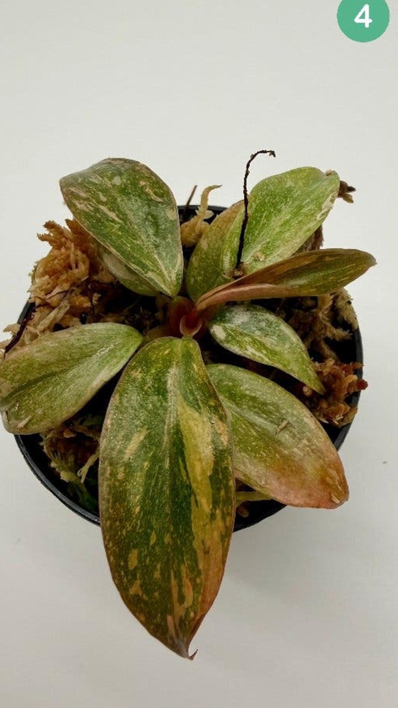 Philodendron Orange Princess Variegata cutting