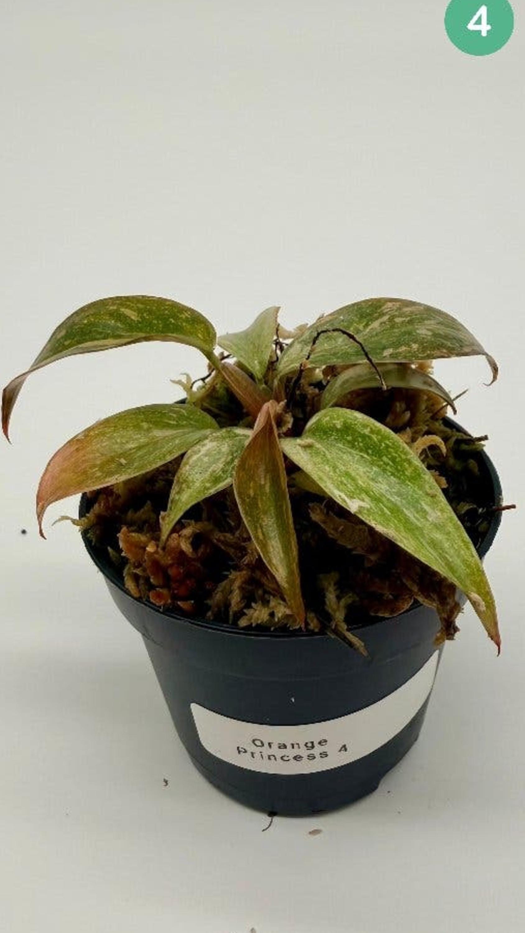 Philodendron Orange Princess Variegata cutting
