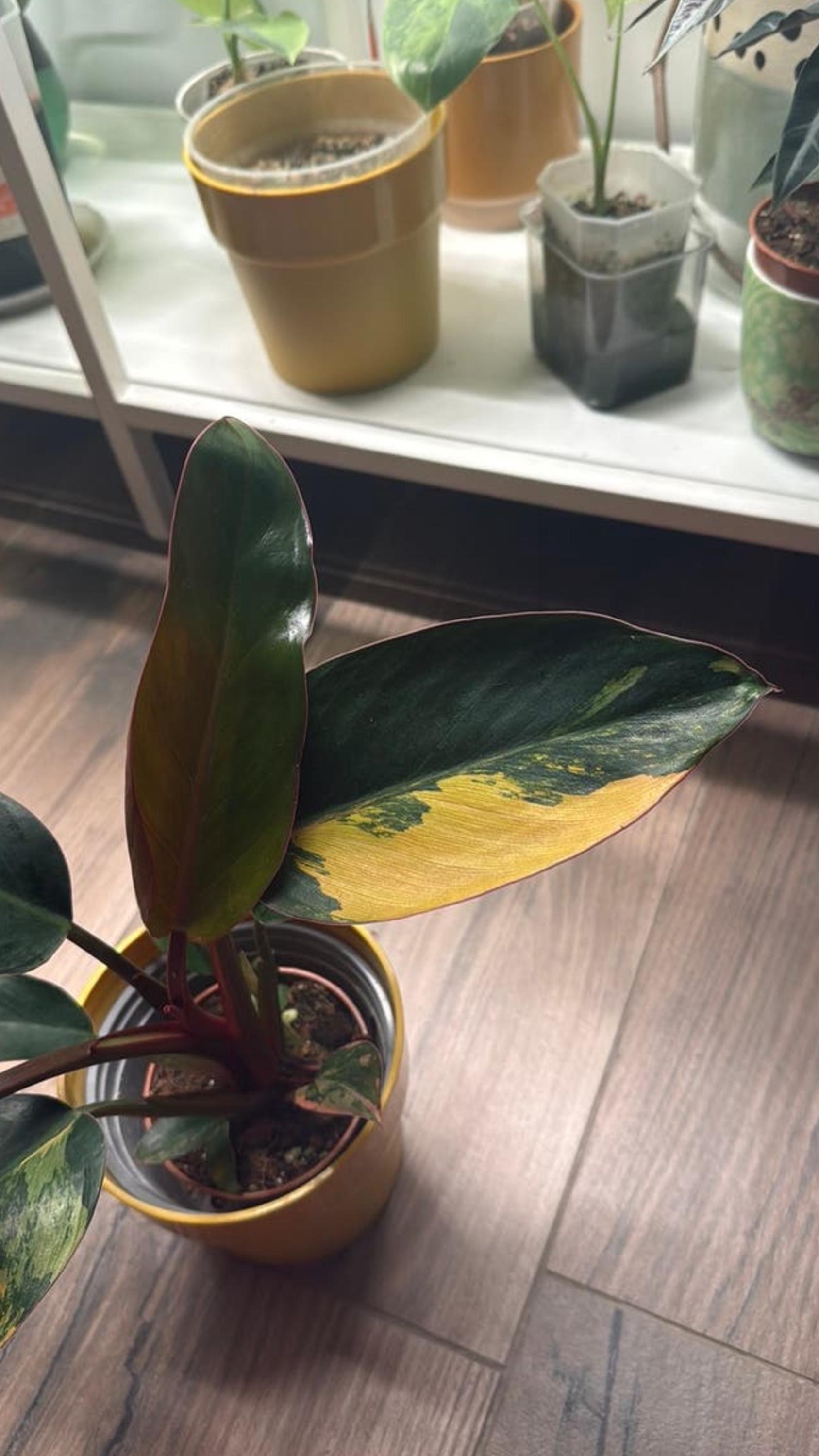 Philodendron Red Congo Variegata cutting