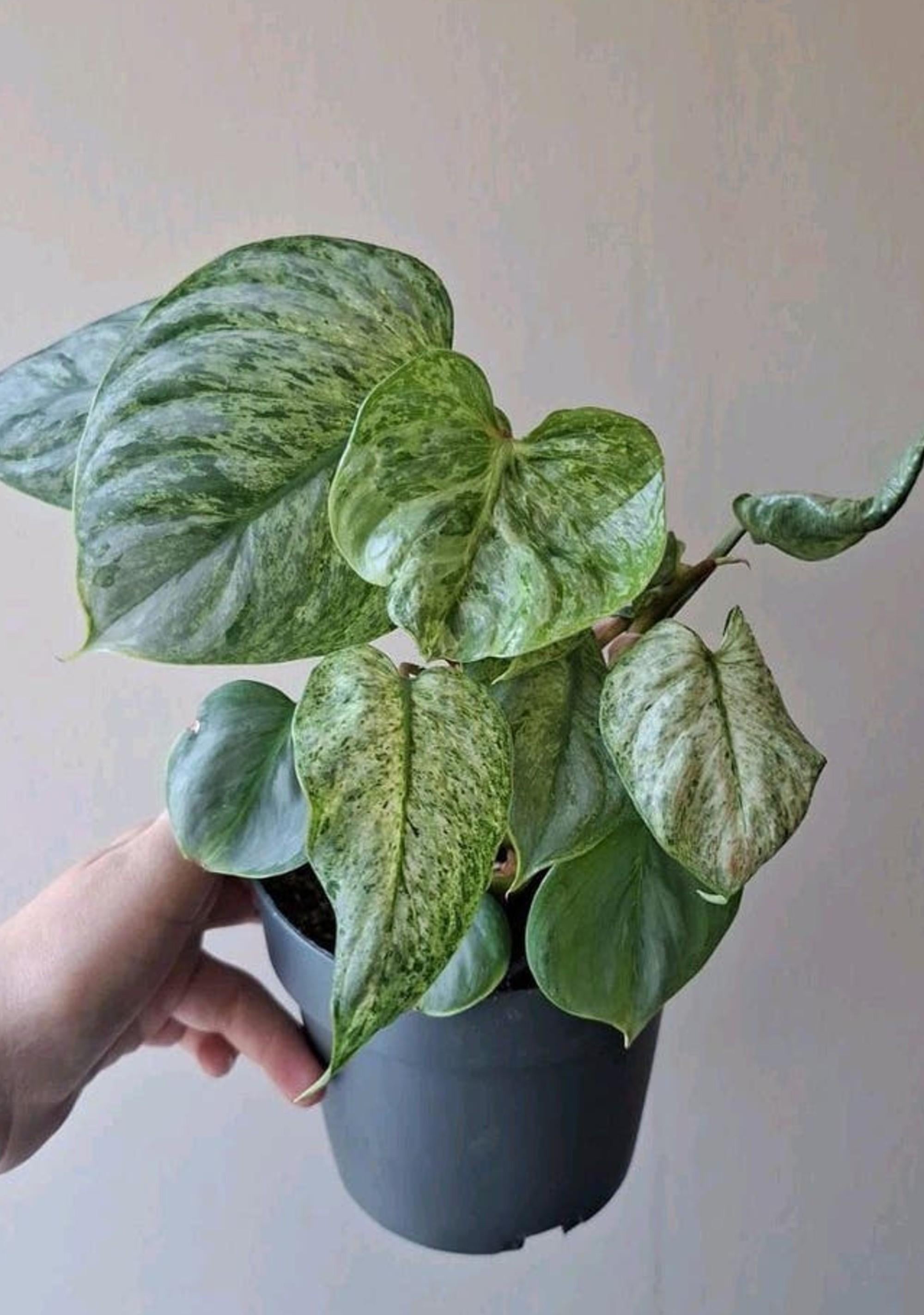 Philodendron Sodiroi Variegata cutting