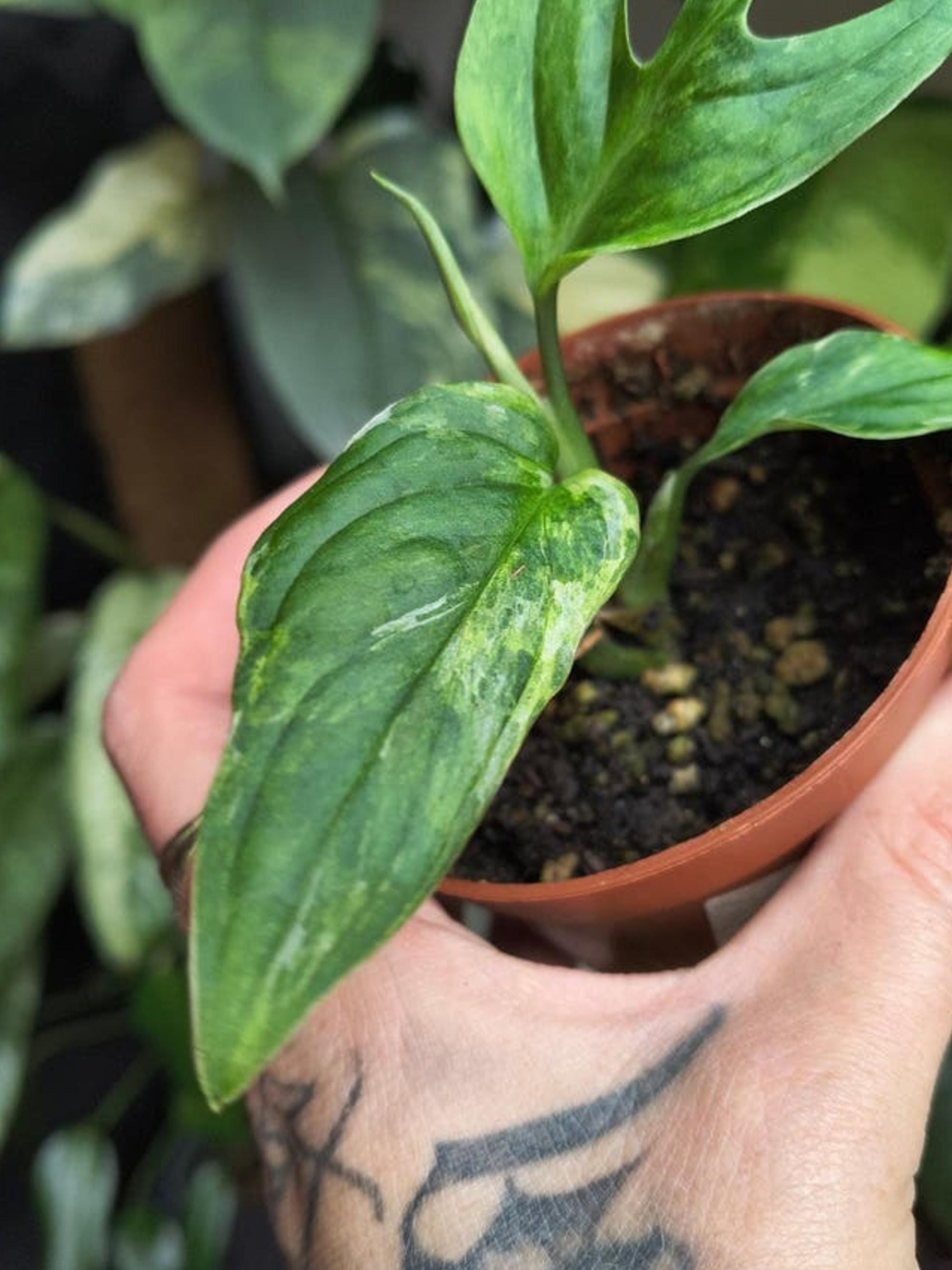 Monstera Indonesian Aurea Marble Mint cutting