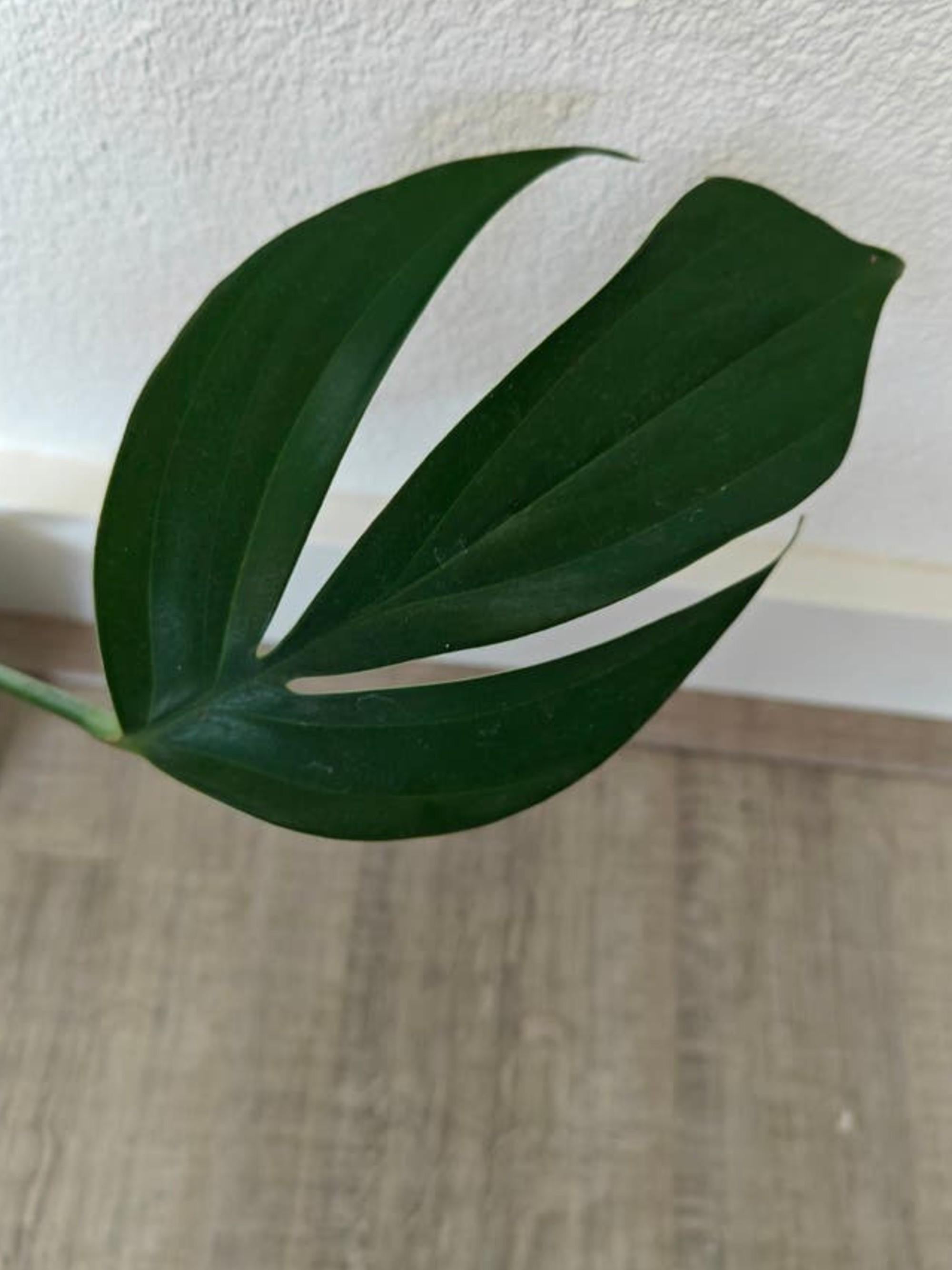 Philodendron Dragontail cutting
