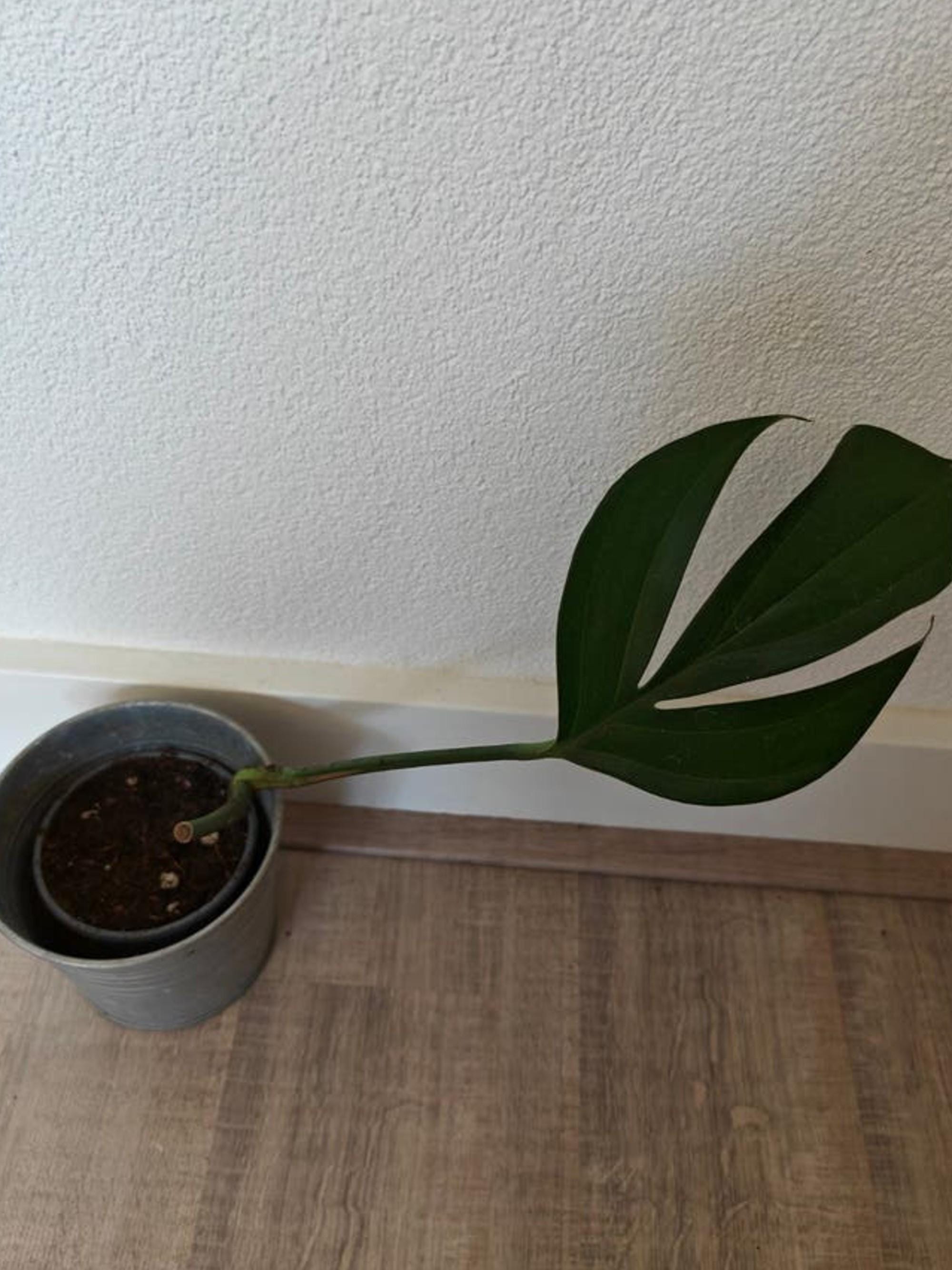 Philodendron Dragontail cutting