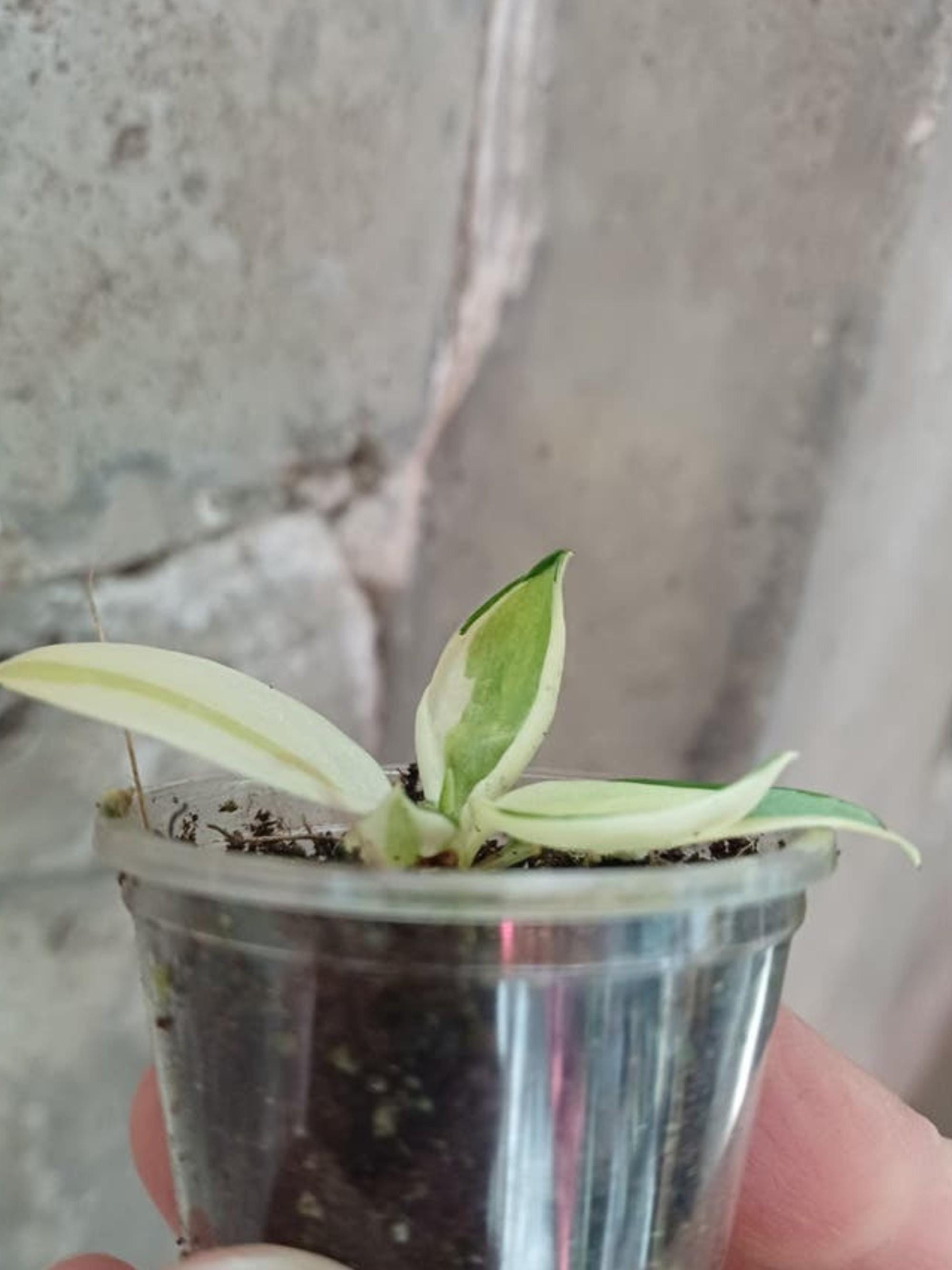 Philodendron Gabby cutting