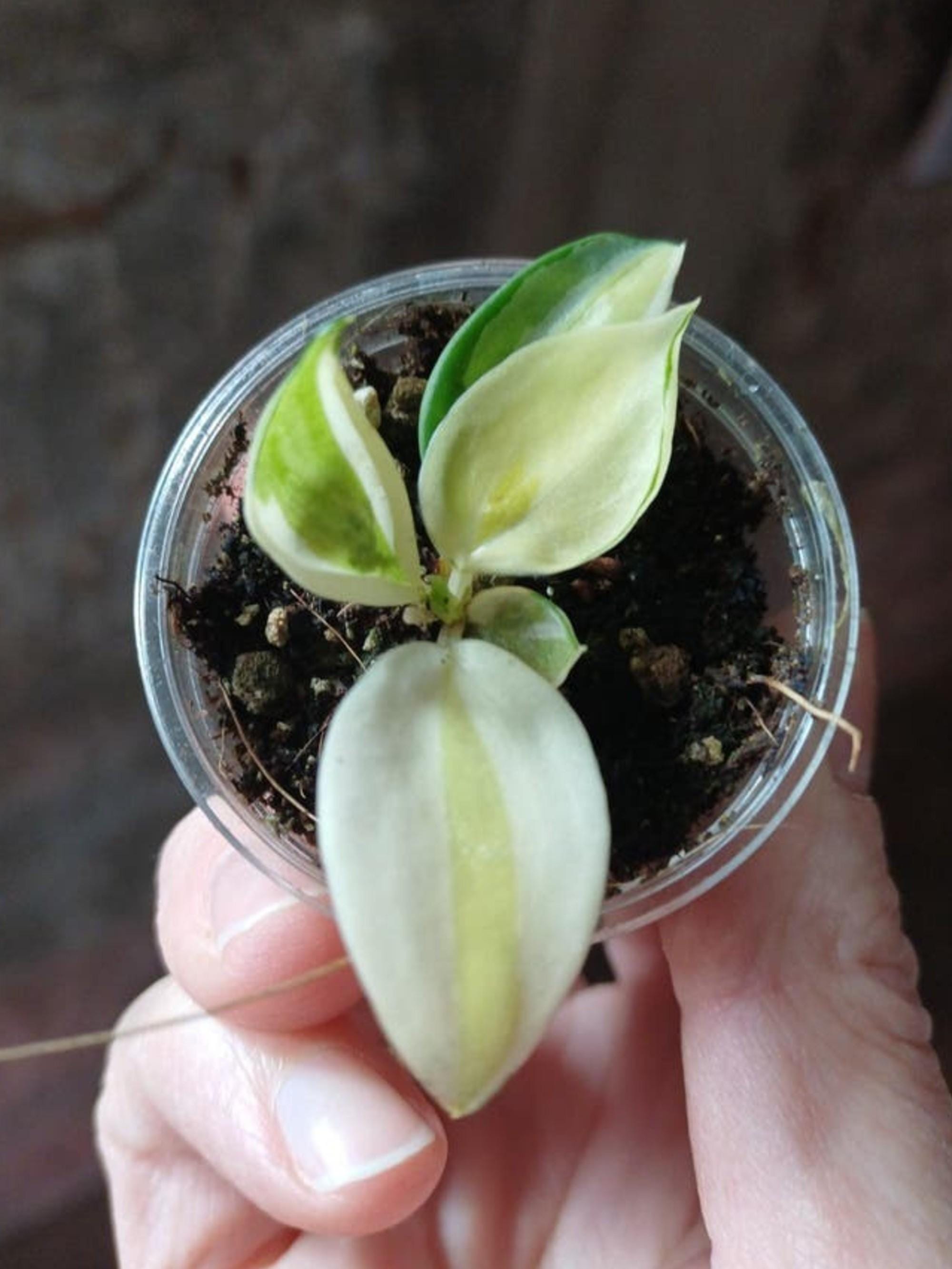 Philodendron Gabby cutting