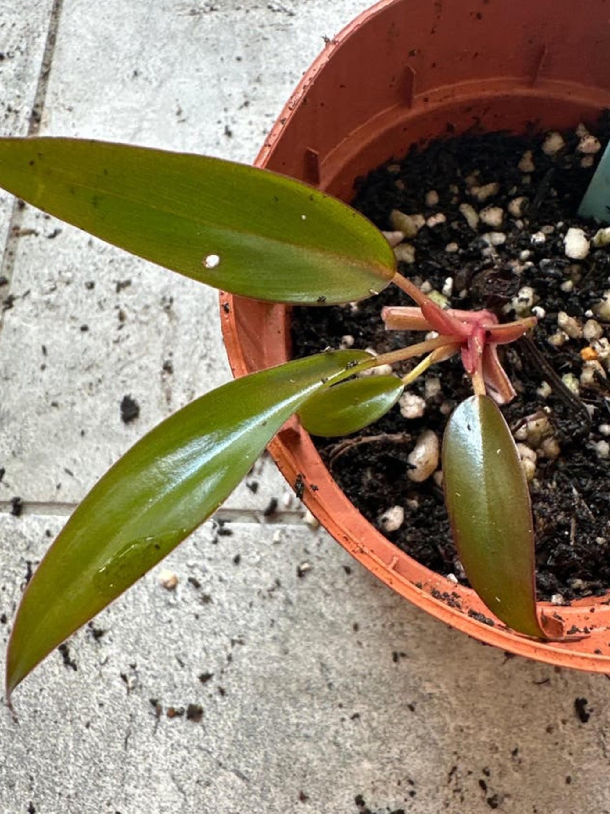 Philodendron Majesty cutting
