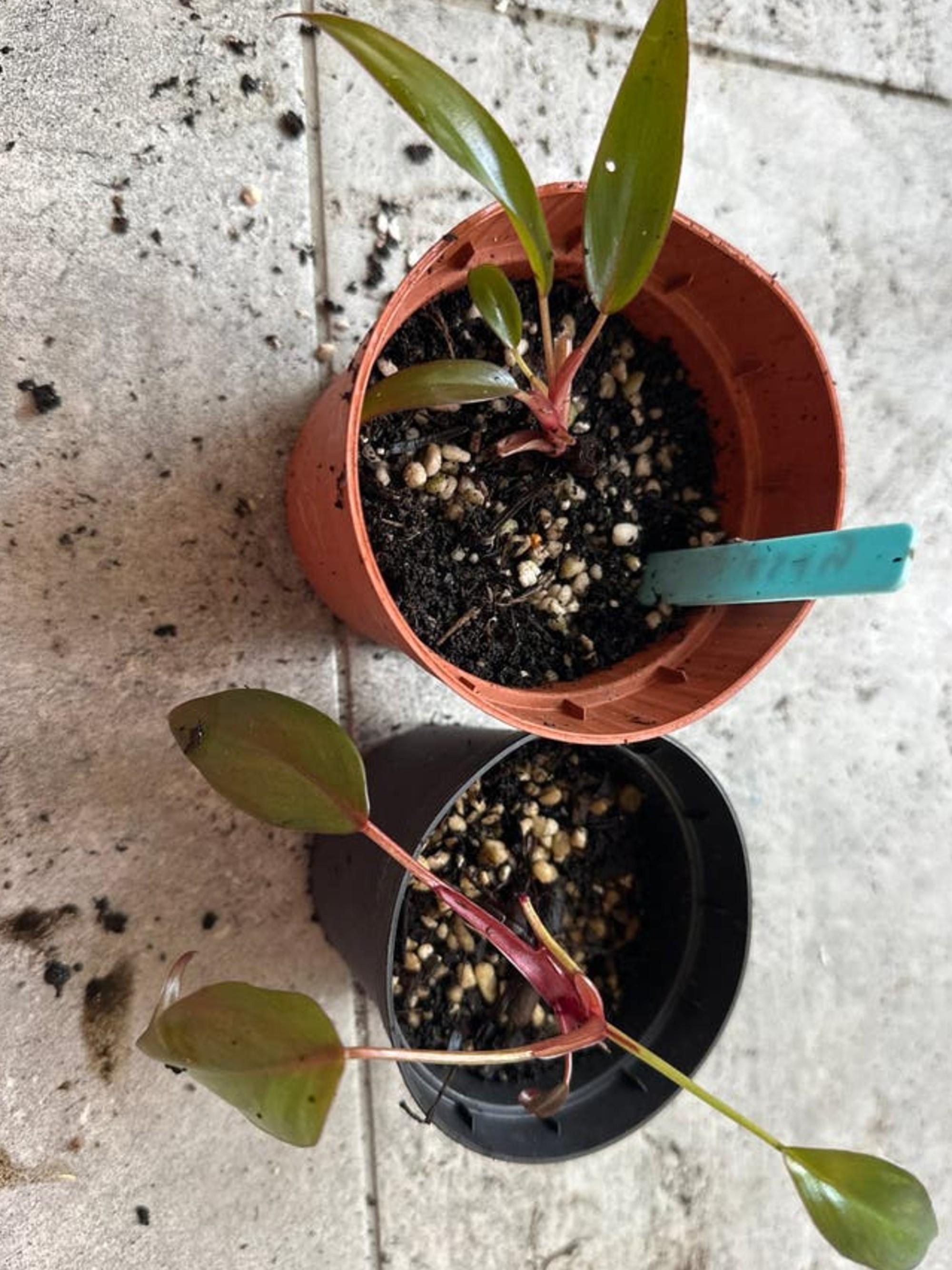 Philodendron Majesty cutting