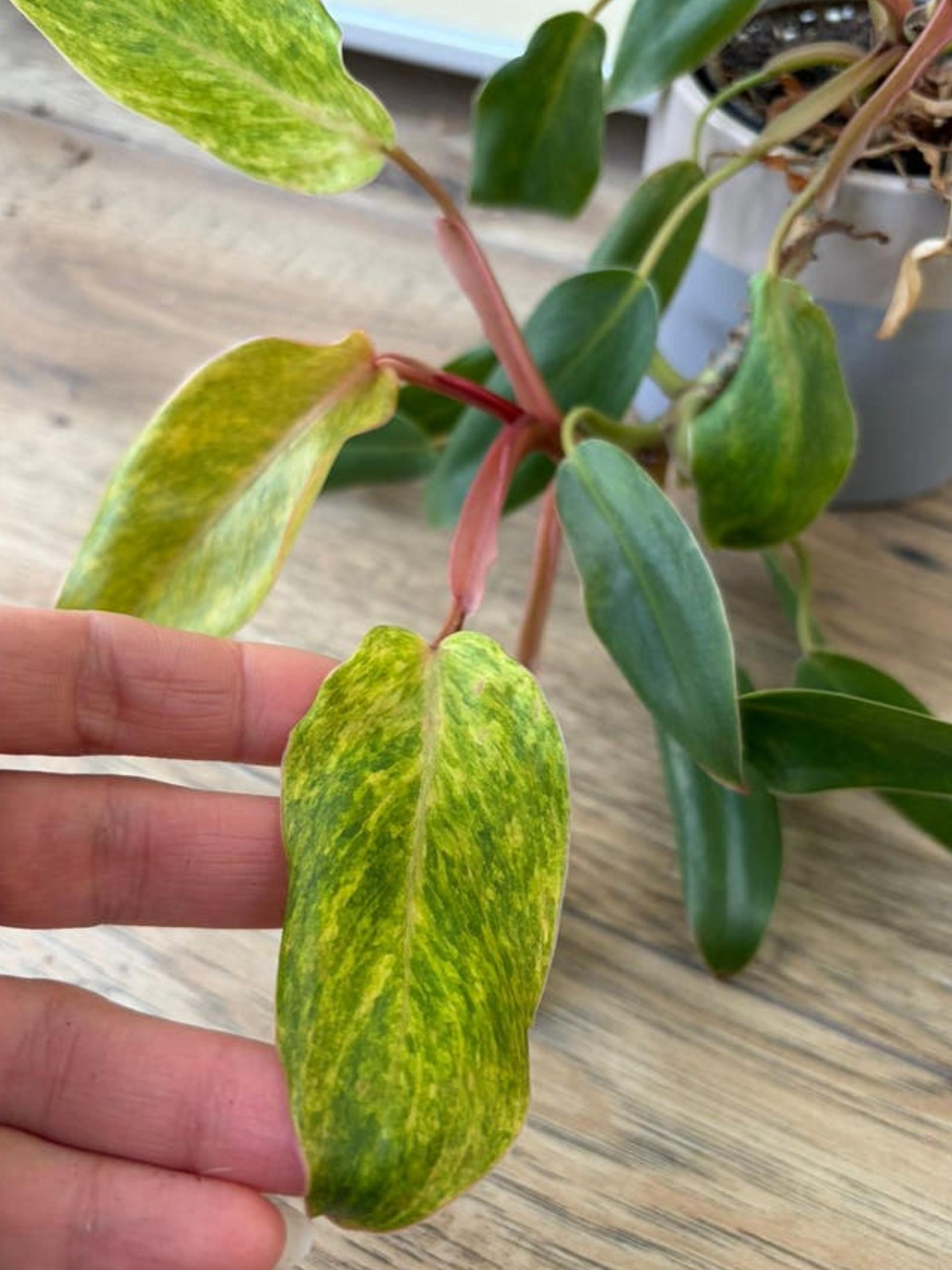 Philodendron Moonlight Variegata cutting