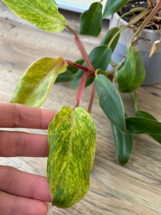 Philodendron Moonlight Variegata cutting