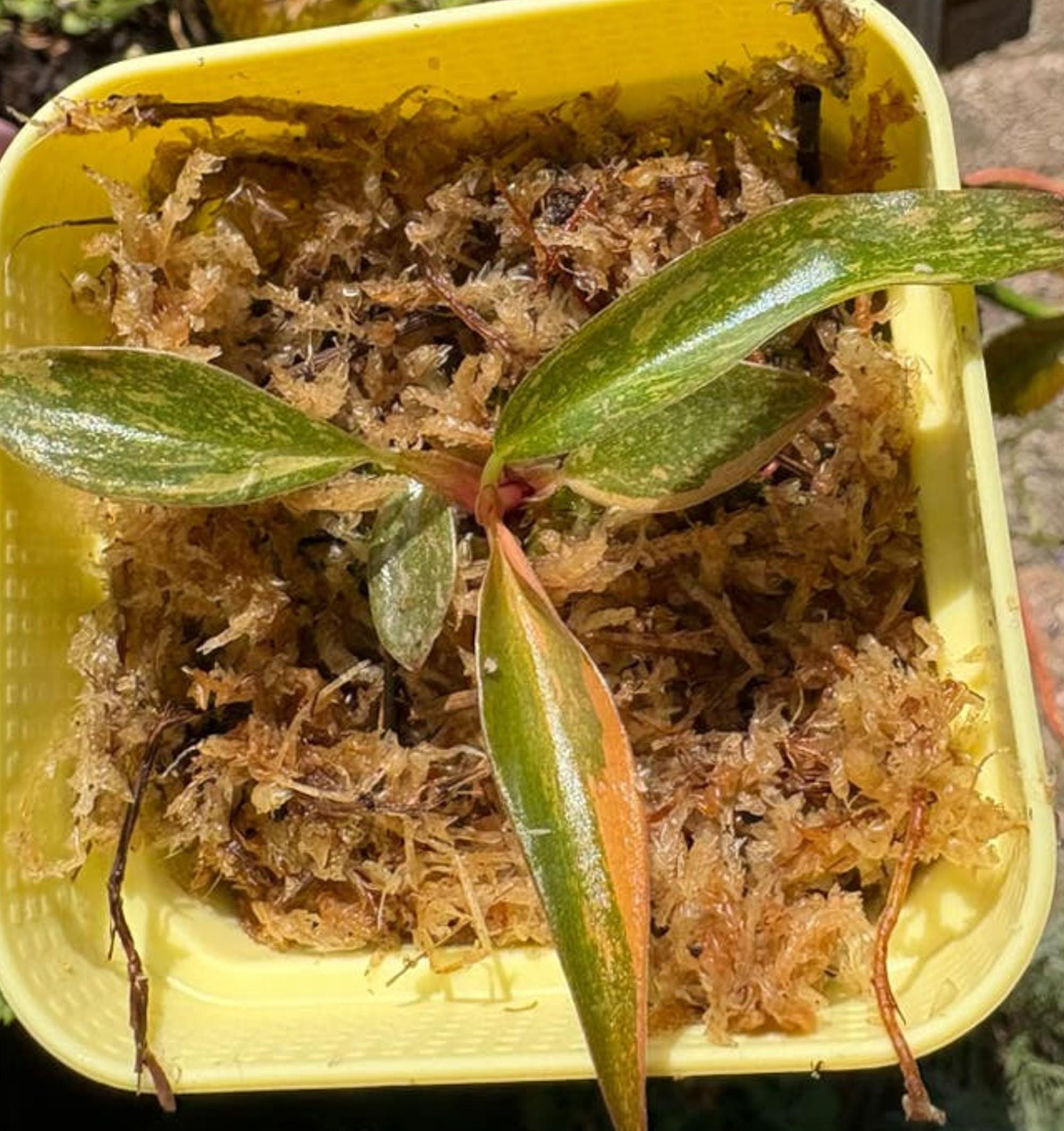 Philodendron Orange Princess Marble cutting