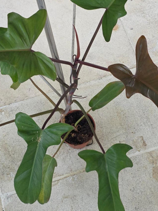 Philodendron Florida Bronze cutting