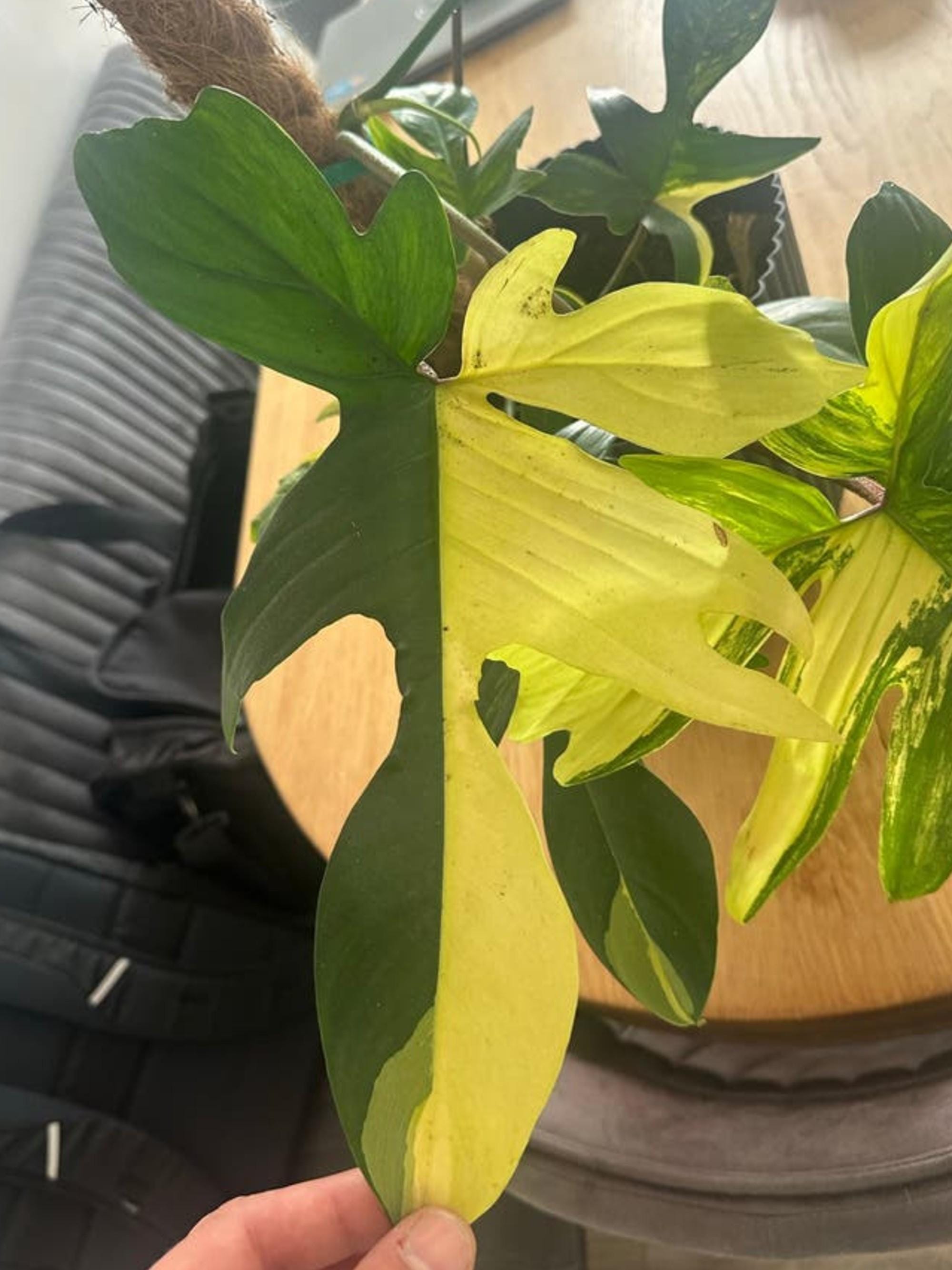 Philodendron Florida Ghost Variegata cutting