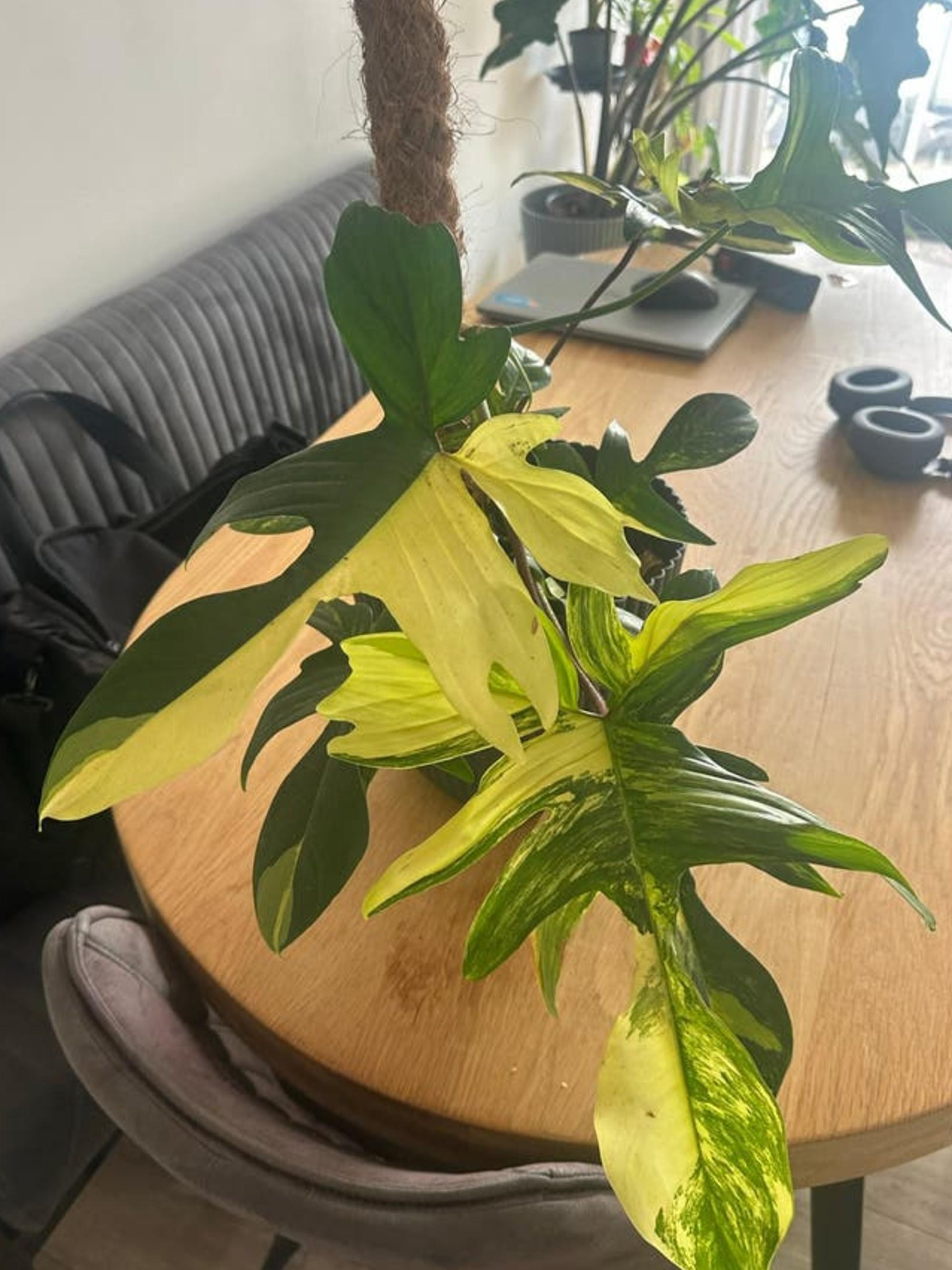 Philodendron Florida Ghost Variegata cutting