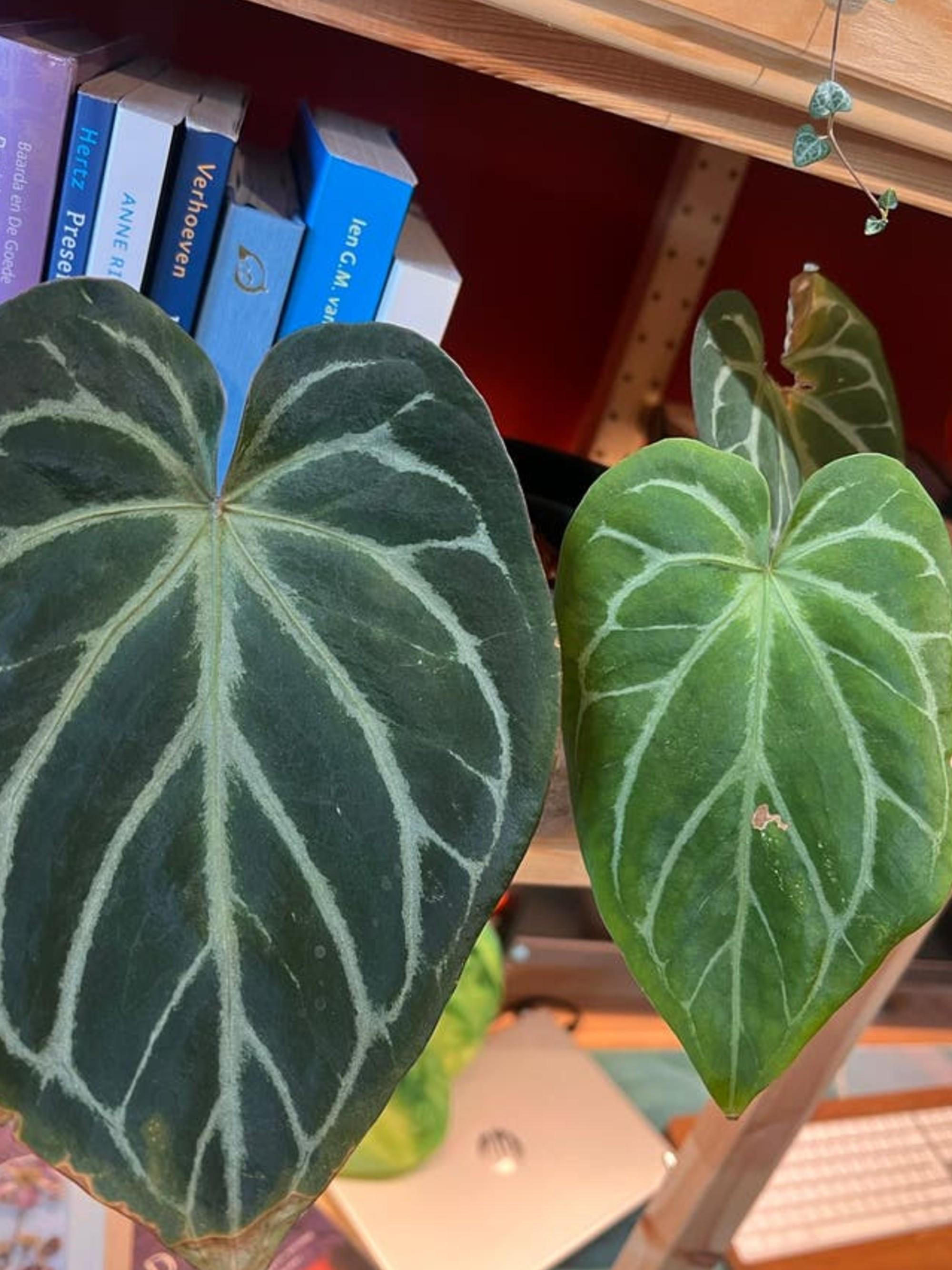 Anthurium King of Spades cutting