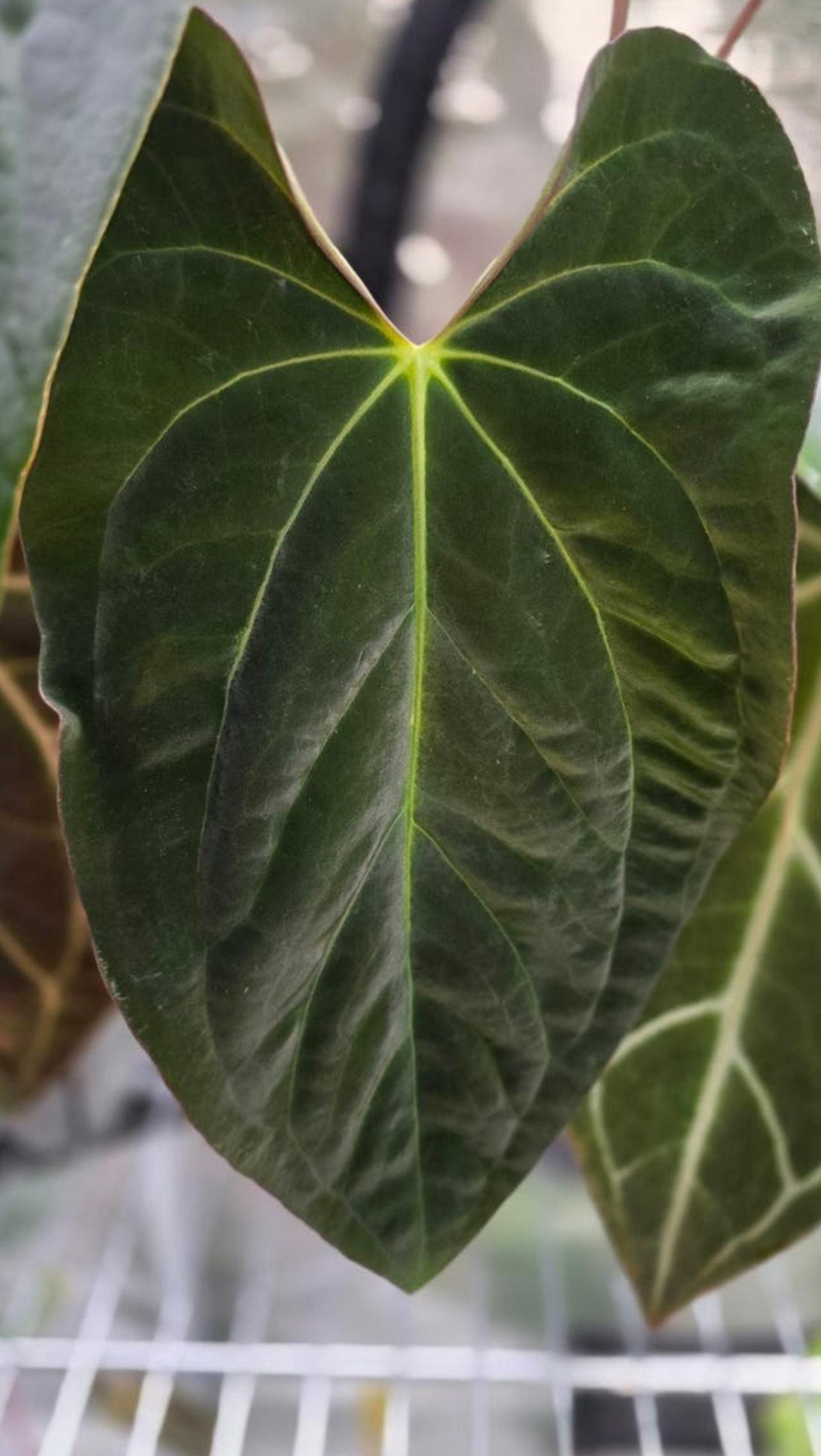 Anthurium Velvet Verde x Papillilaminum cutting