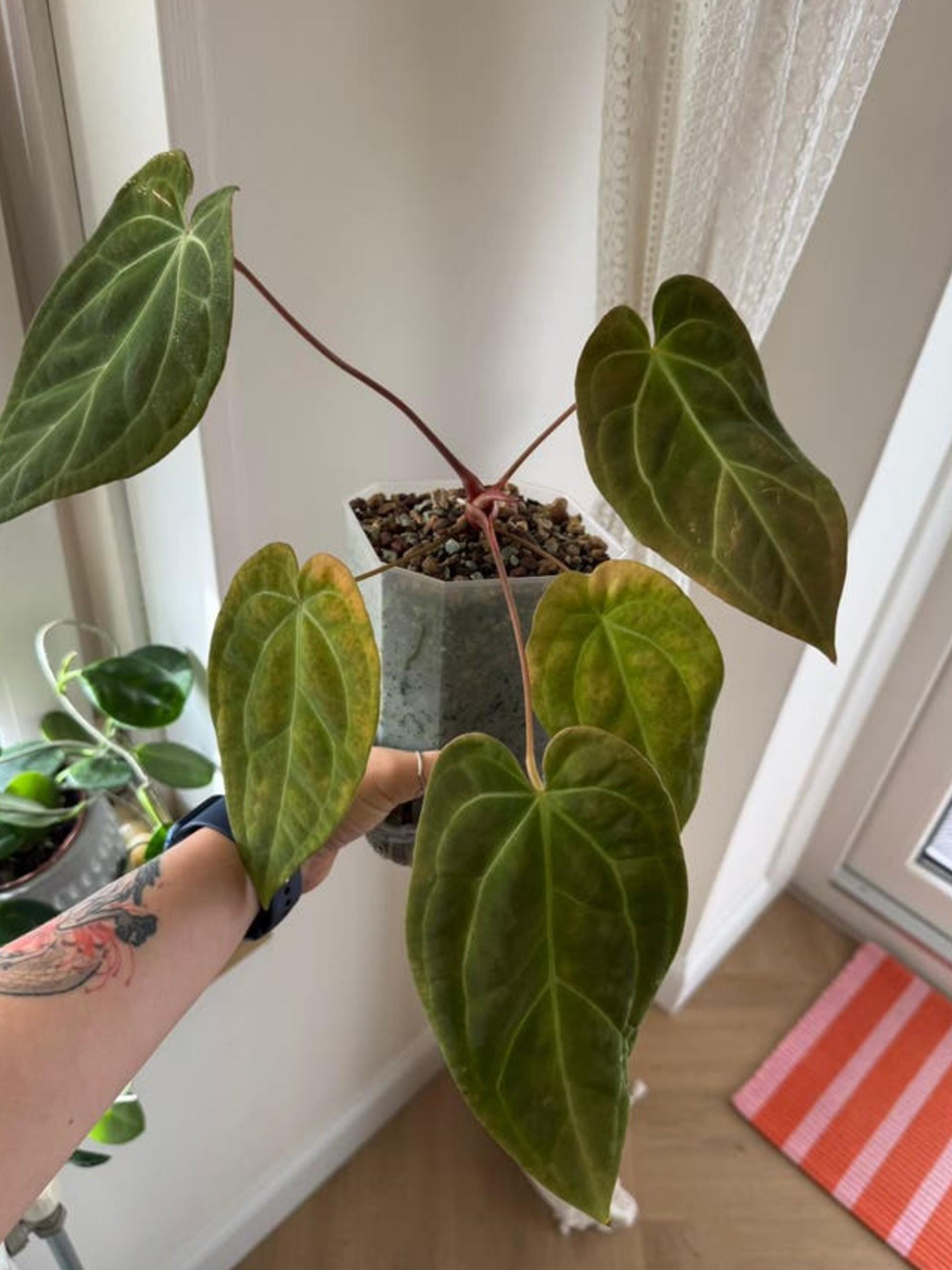 Anthurium Papillilaminum x Crystal x Besseae Aff cutting