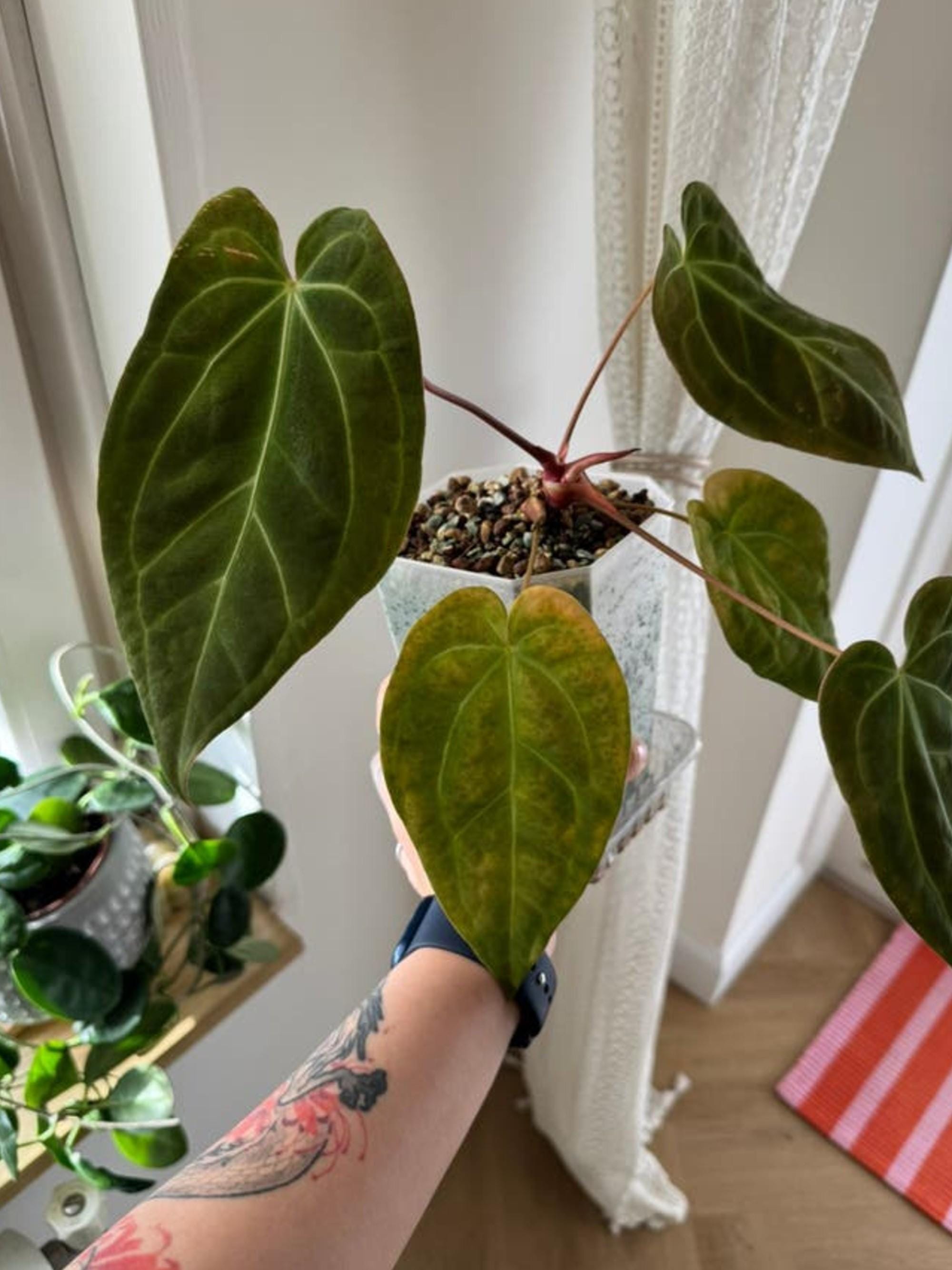 Anthurium Papillilaminum x Crystal x Besseae Aff cutting