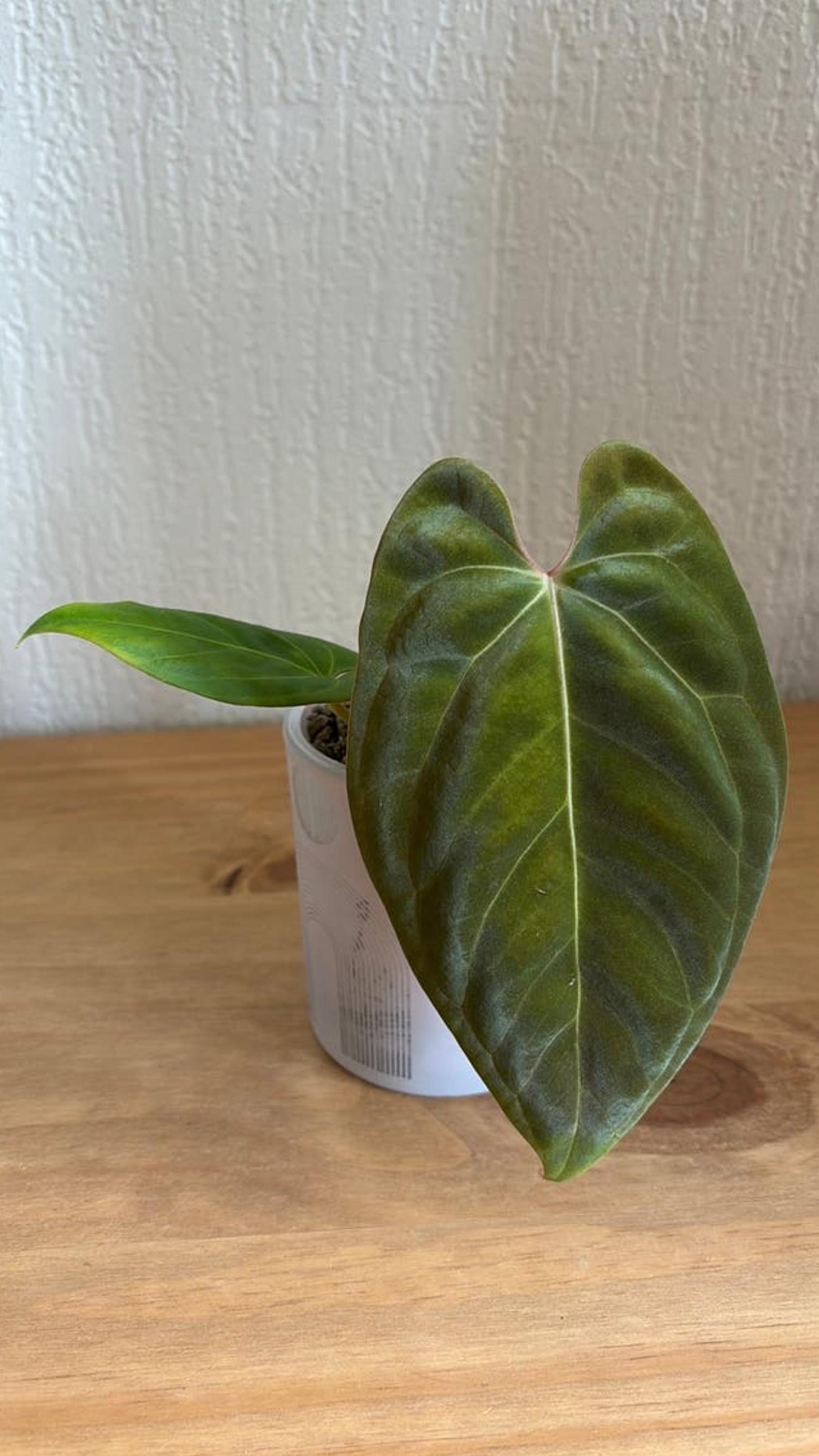 Anthurium Besseae Aff Black Pillow x Pap Fort Sherman cutting