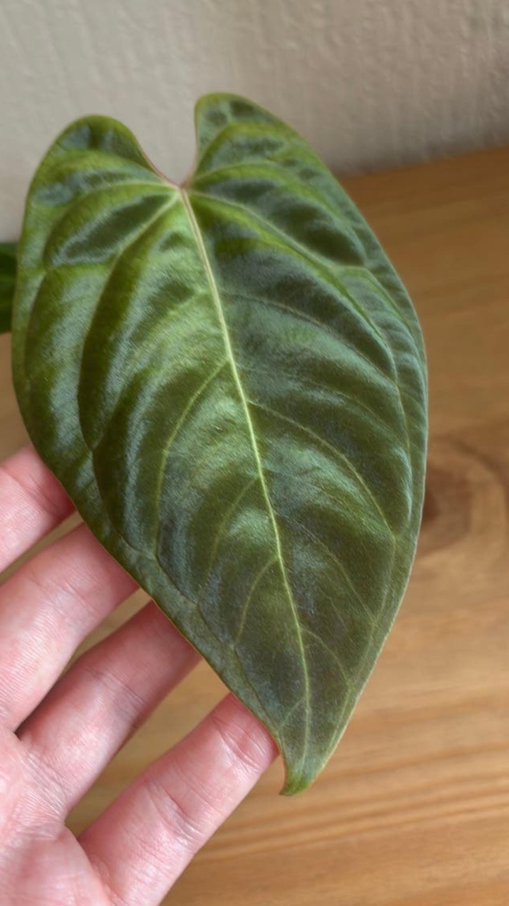 Anthurium Besseae Aff Black Pillow x Pap Fort Sherman cutting