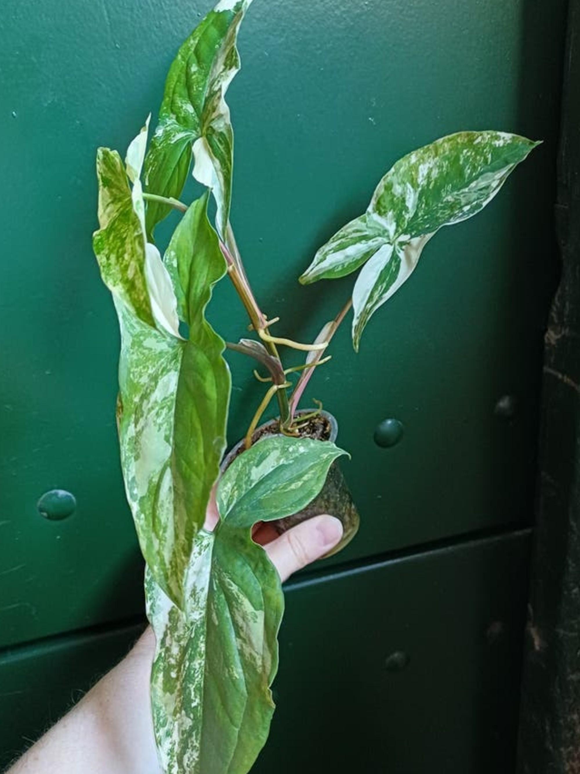 Syngonium Albo Variegata cutting